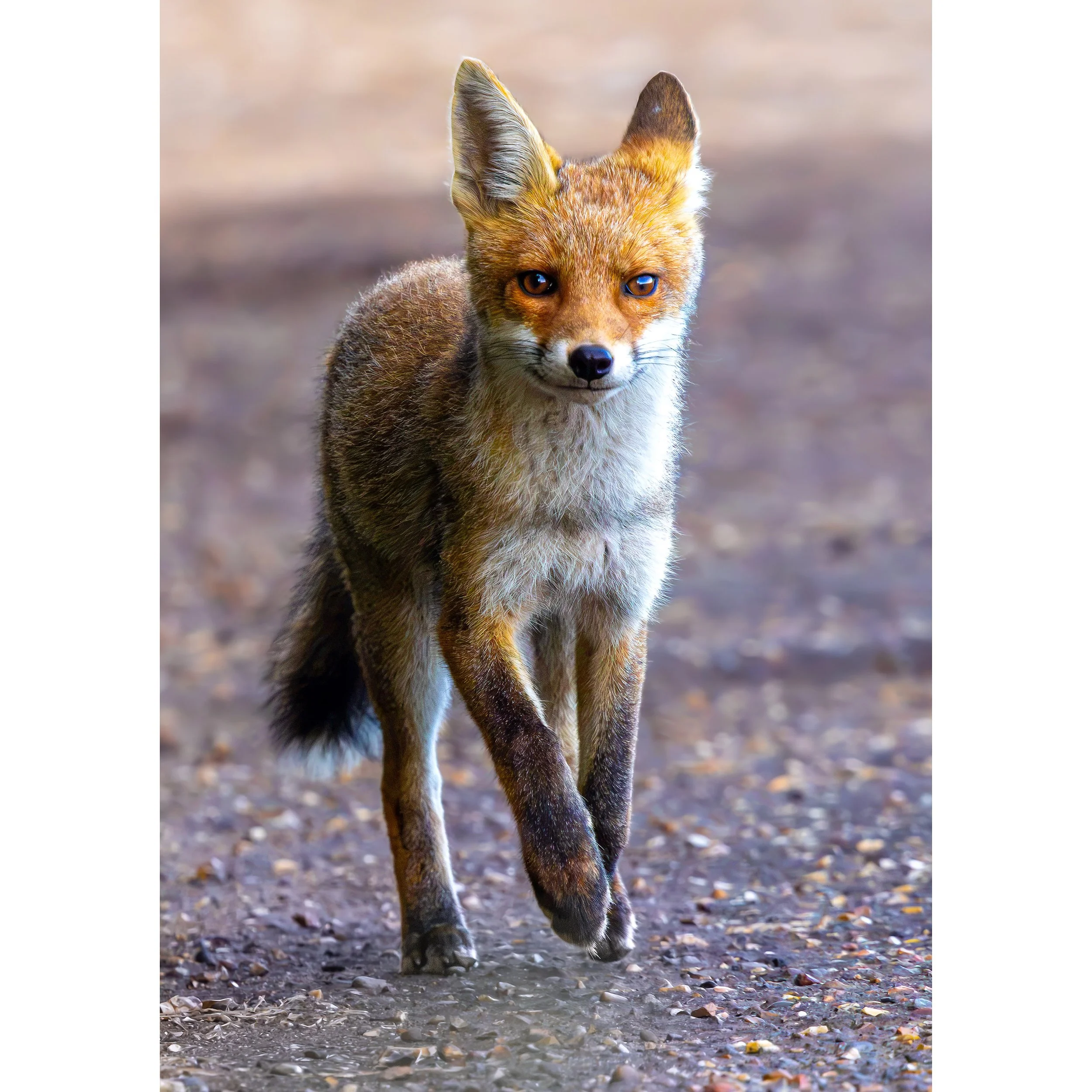 SMILING FOX PRINT