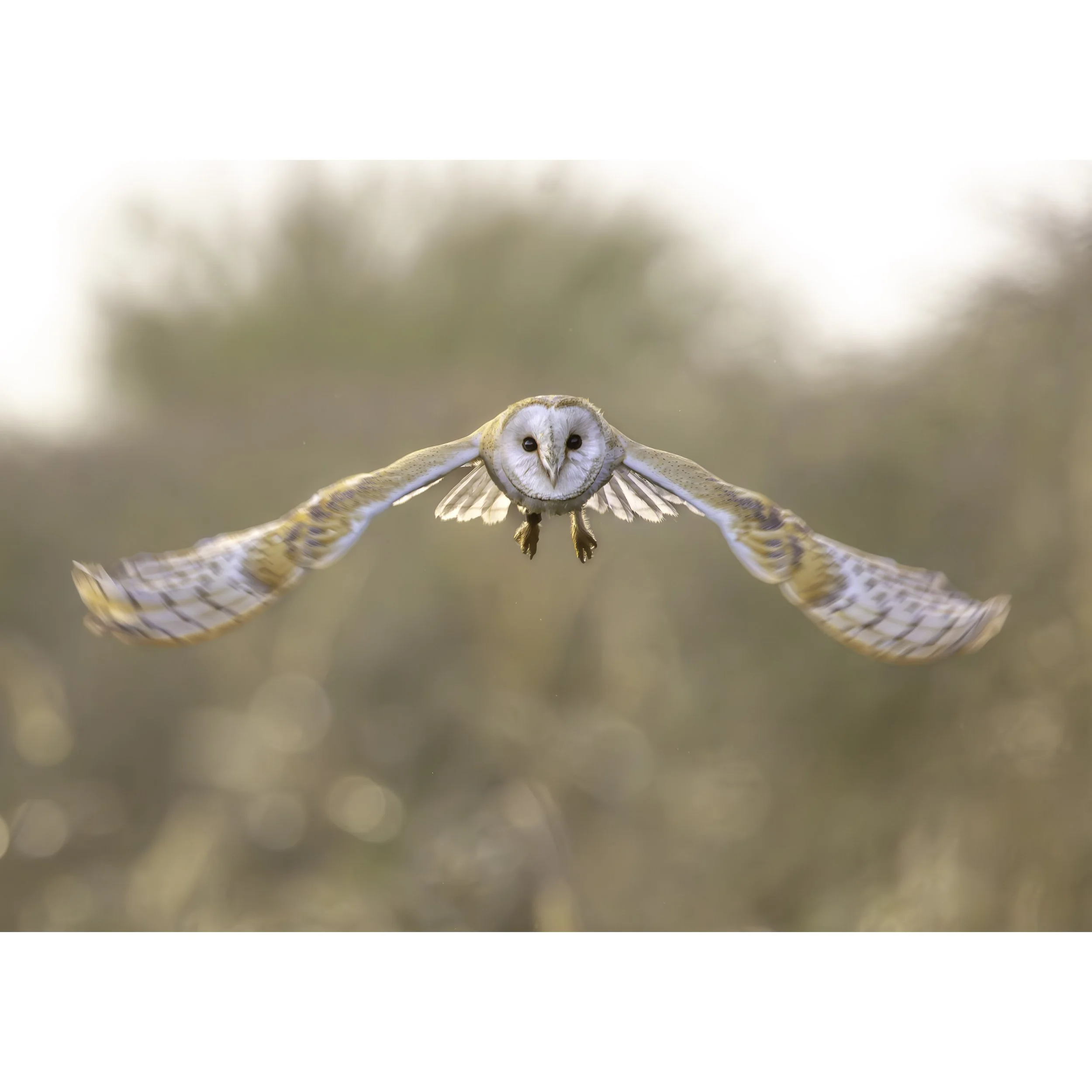 BARN OWL FLIGHT PRINT