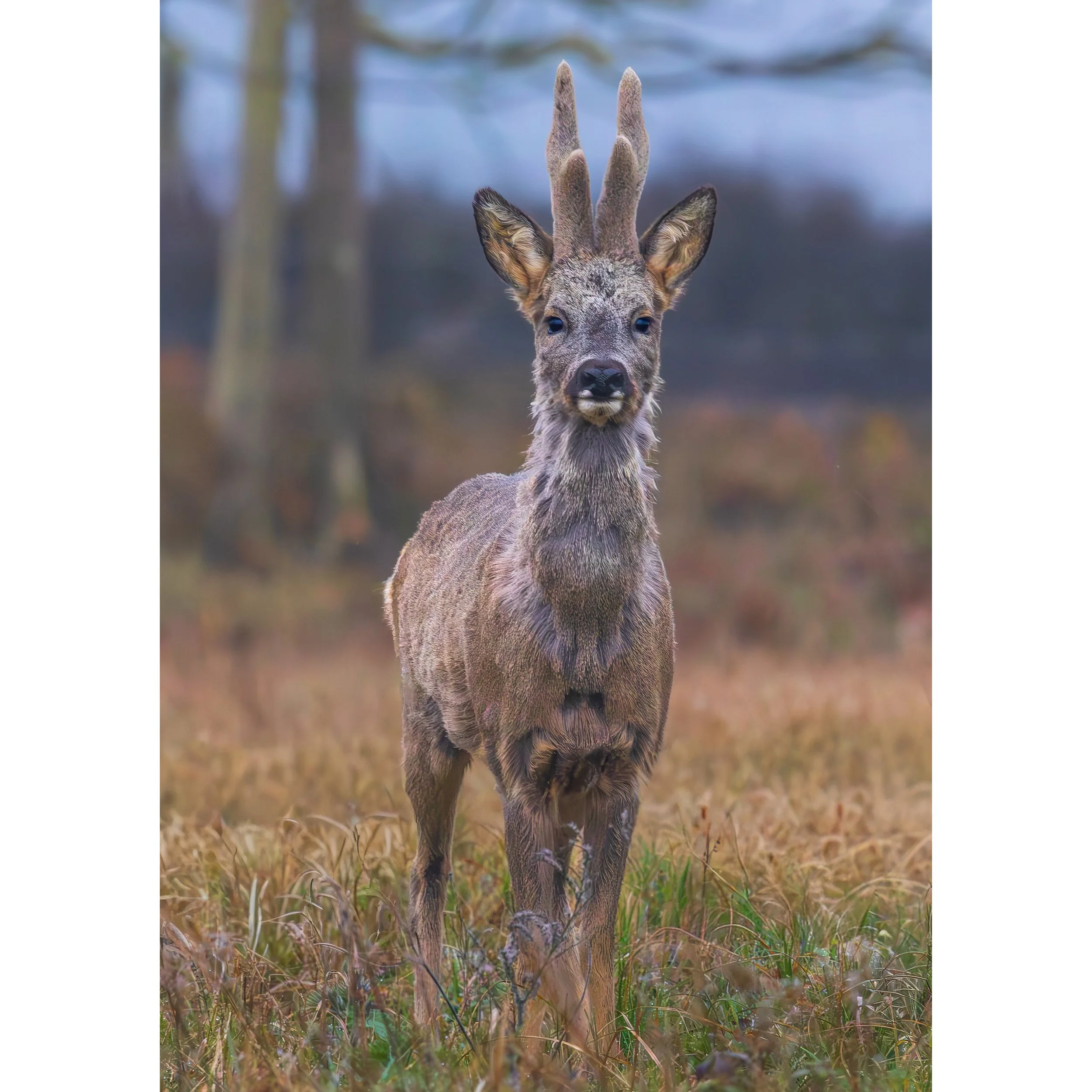 ROE DEER VELVET ANTLERS PRINT