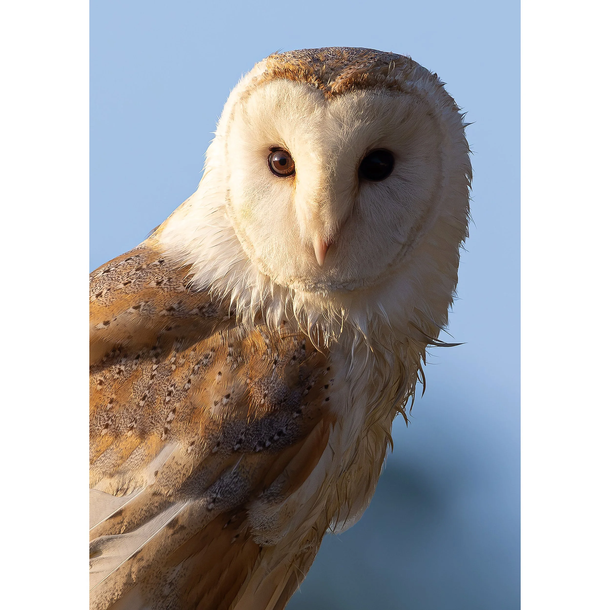 CLOSE-UP OWL PRINT