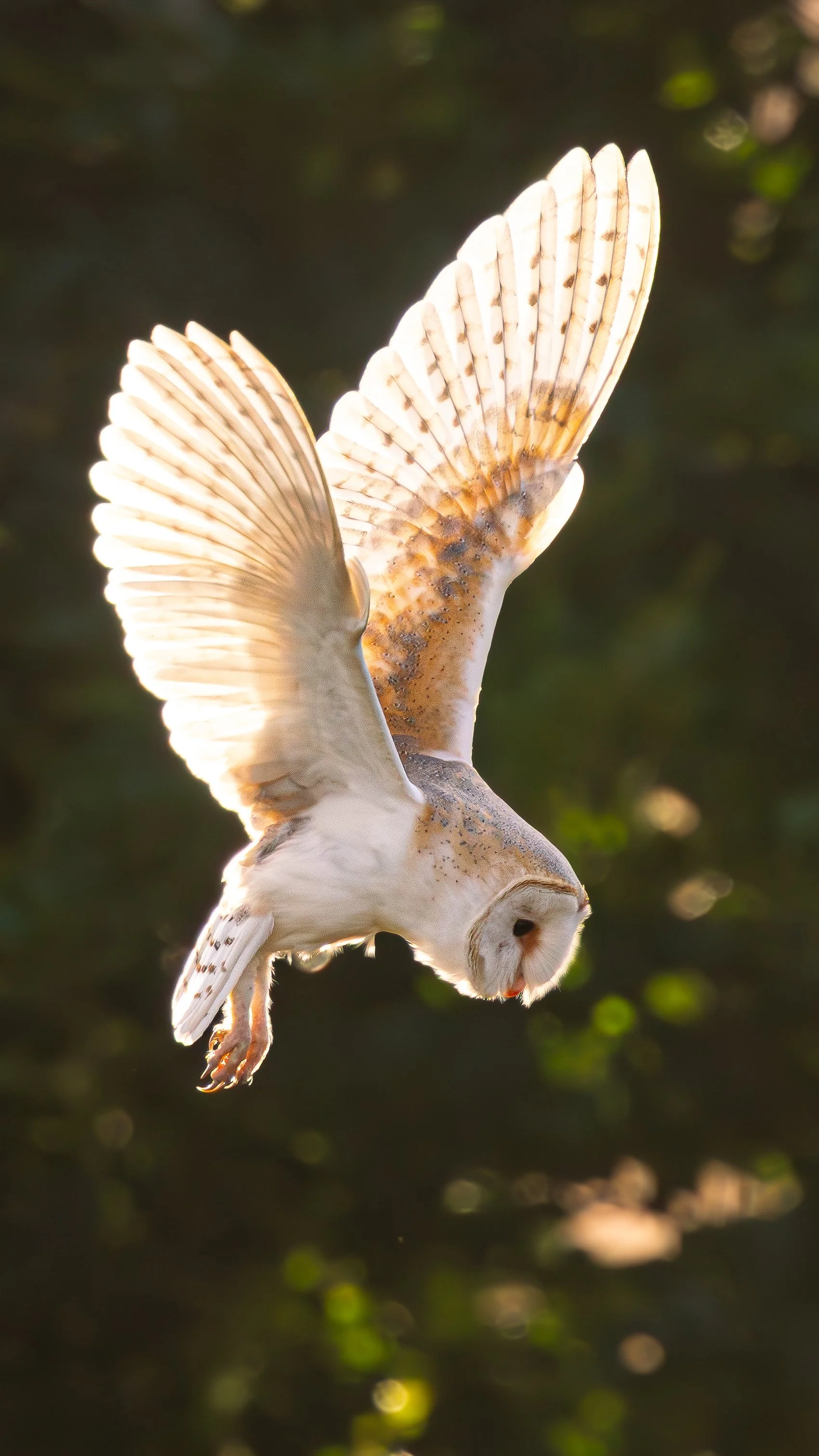 BARNOWL16x9.jpg
