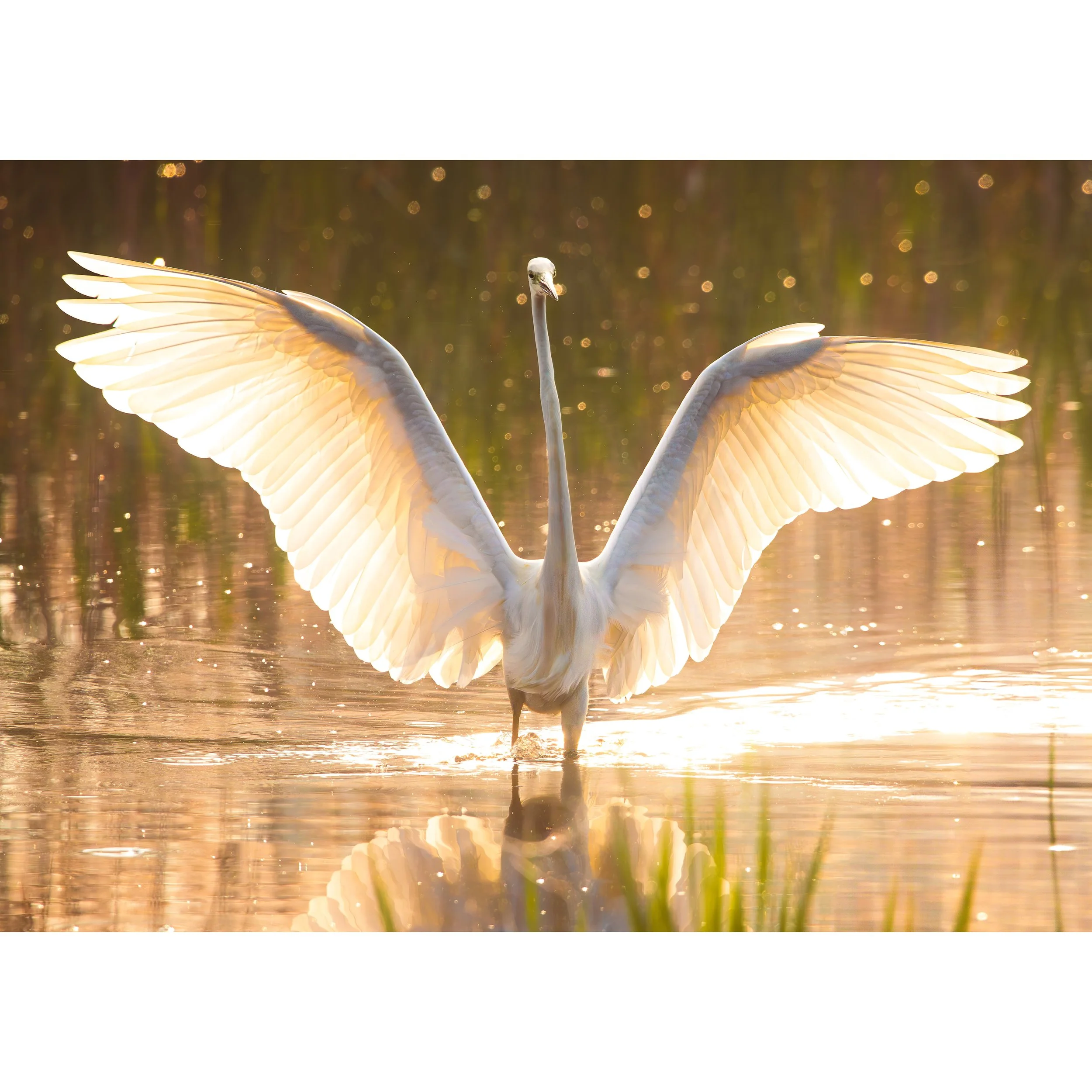 BACK-LIT GREAT WHITE EGRET PRINT