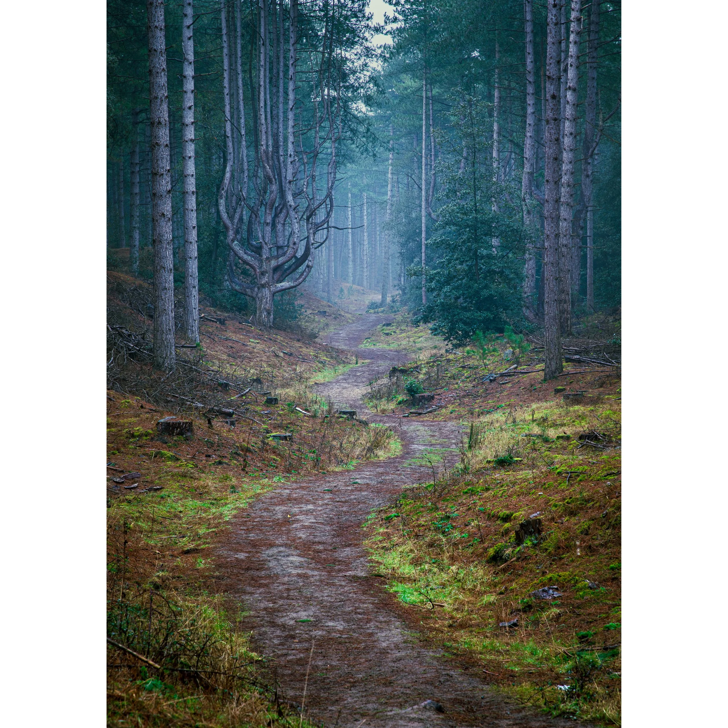 TWISTED PATH PRINT GIVEAWAY (FREE)