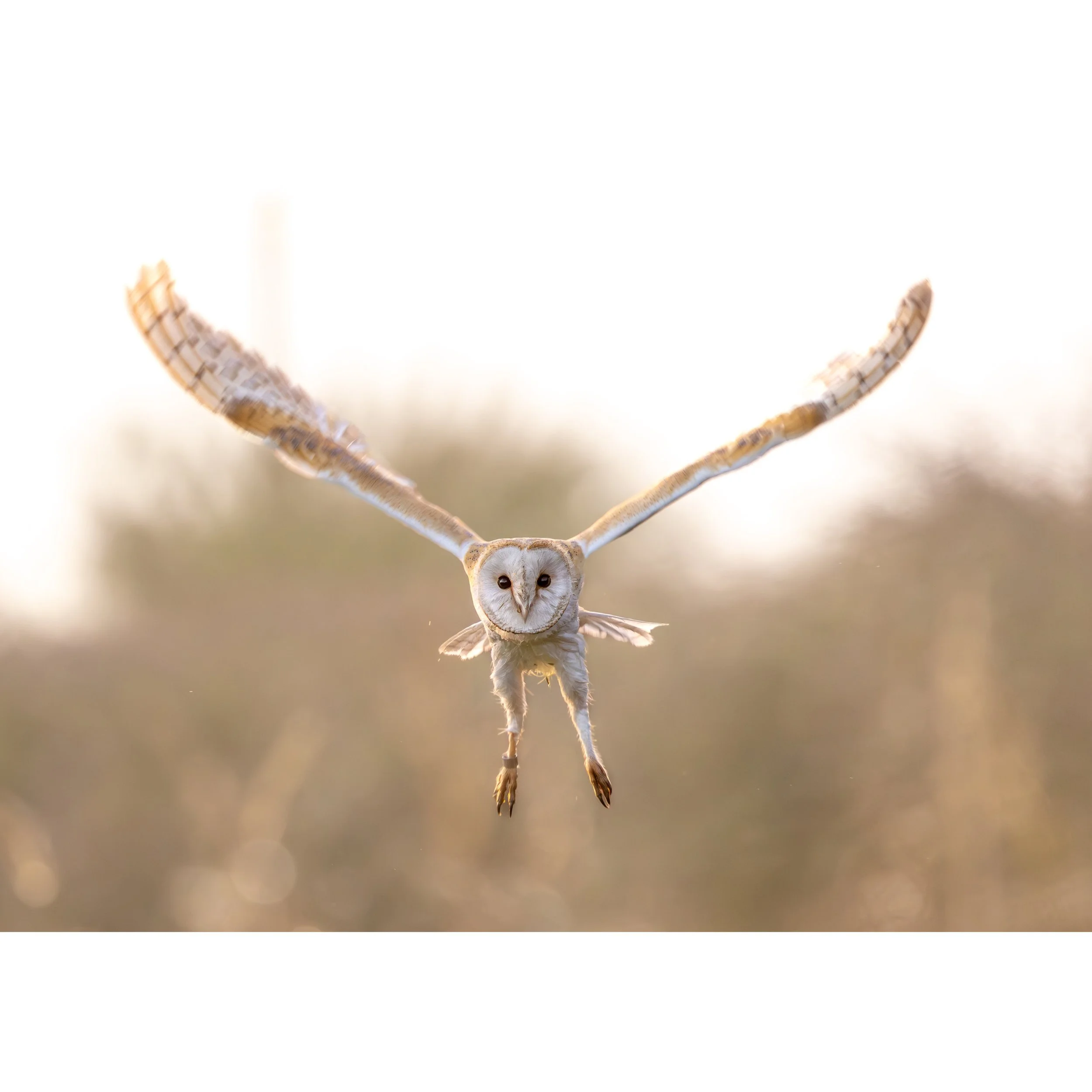 STAR-JUMPING BARN OWL PRINT