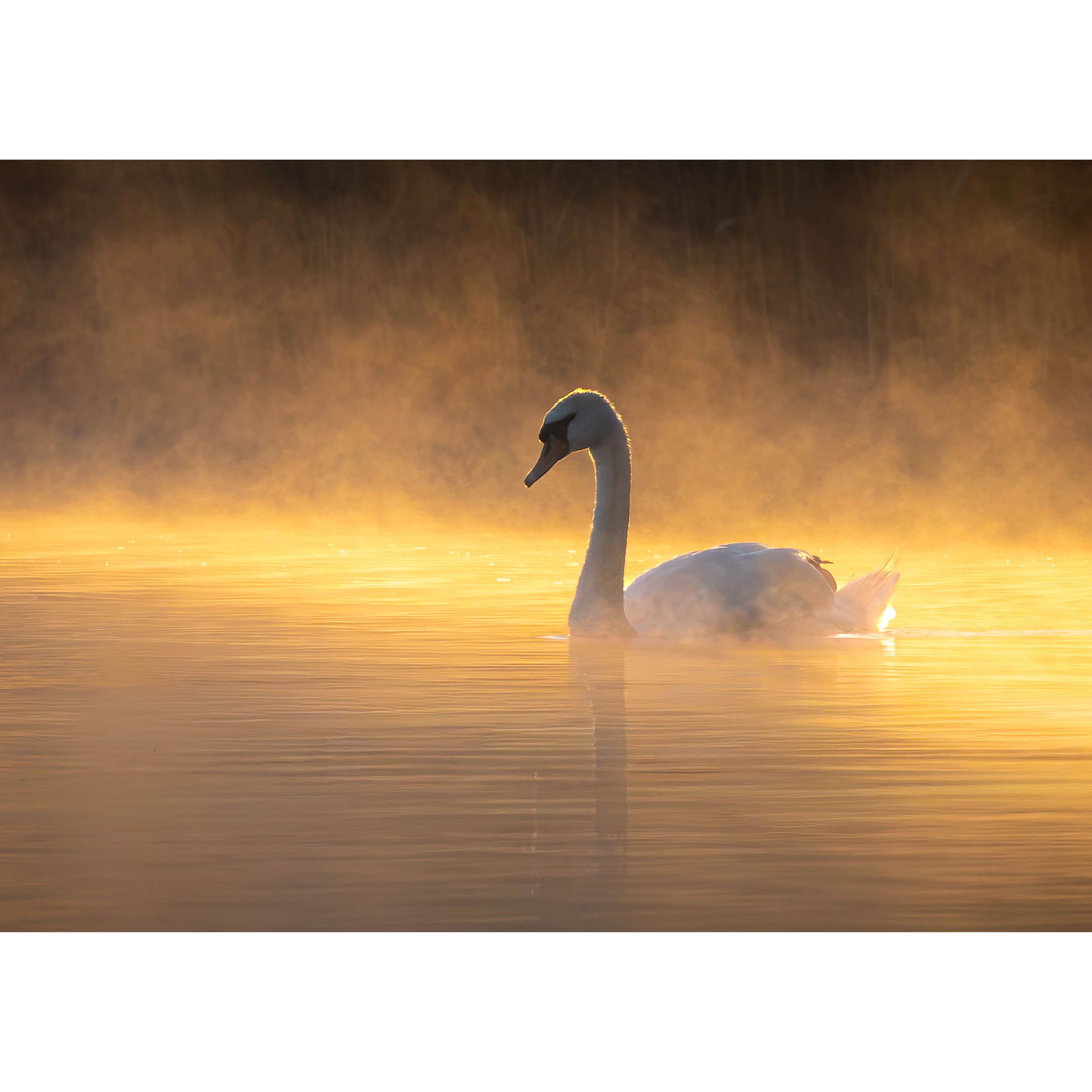 "Good Morning Misty Swan" Print