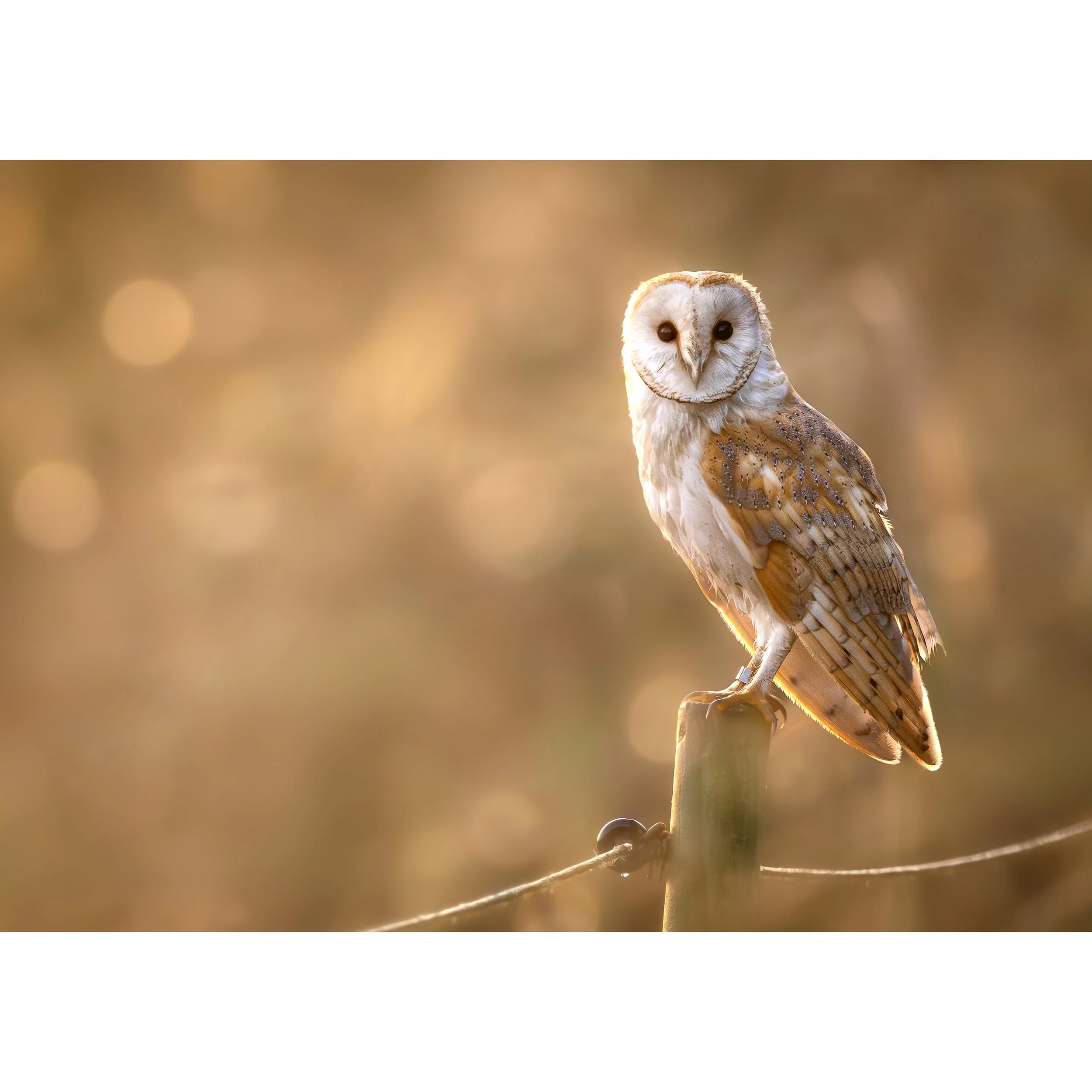 PERCHED BARN OWL PRINT