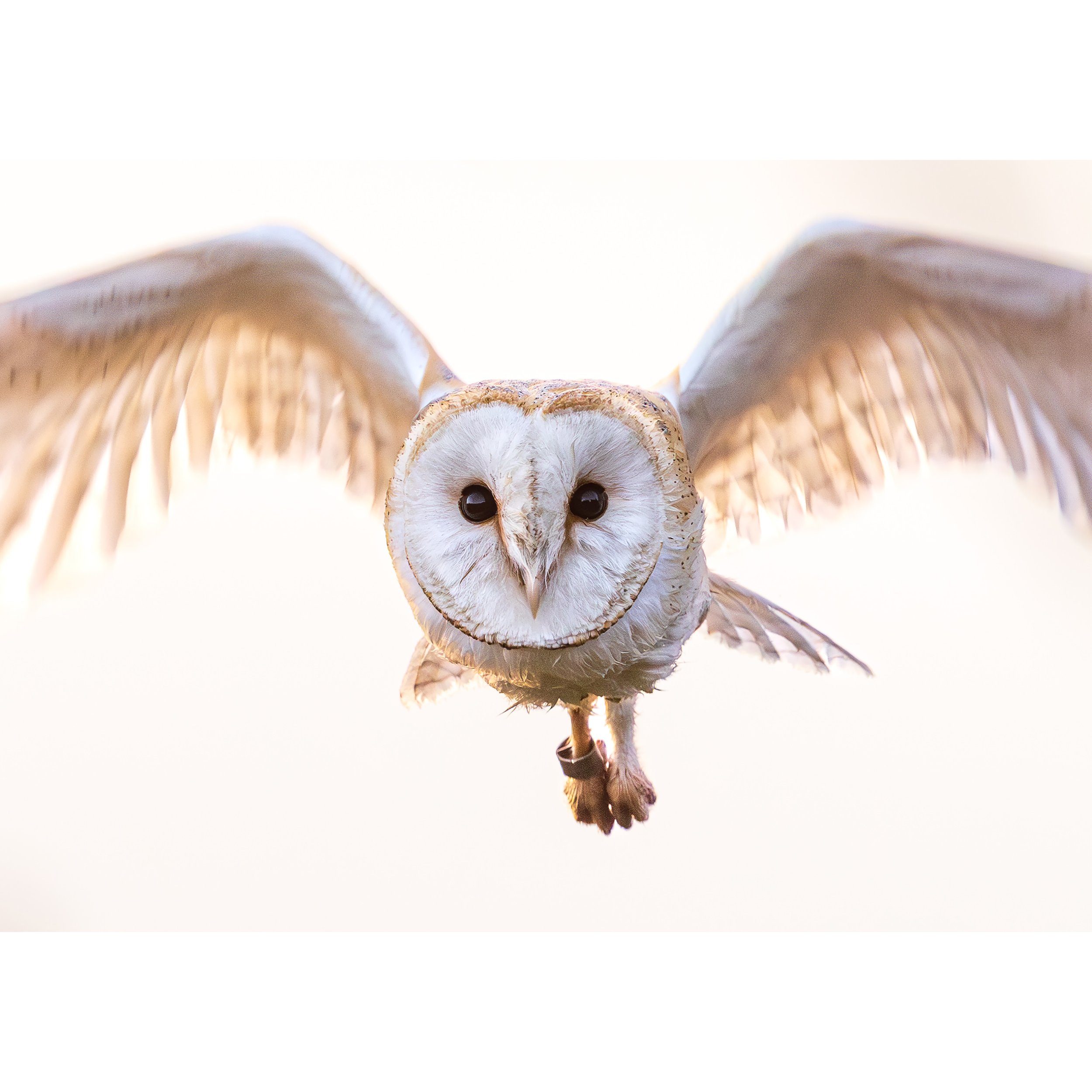 BARN OWL FLIGHT CLOSE-UP PRINT