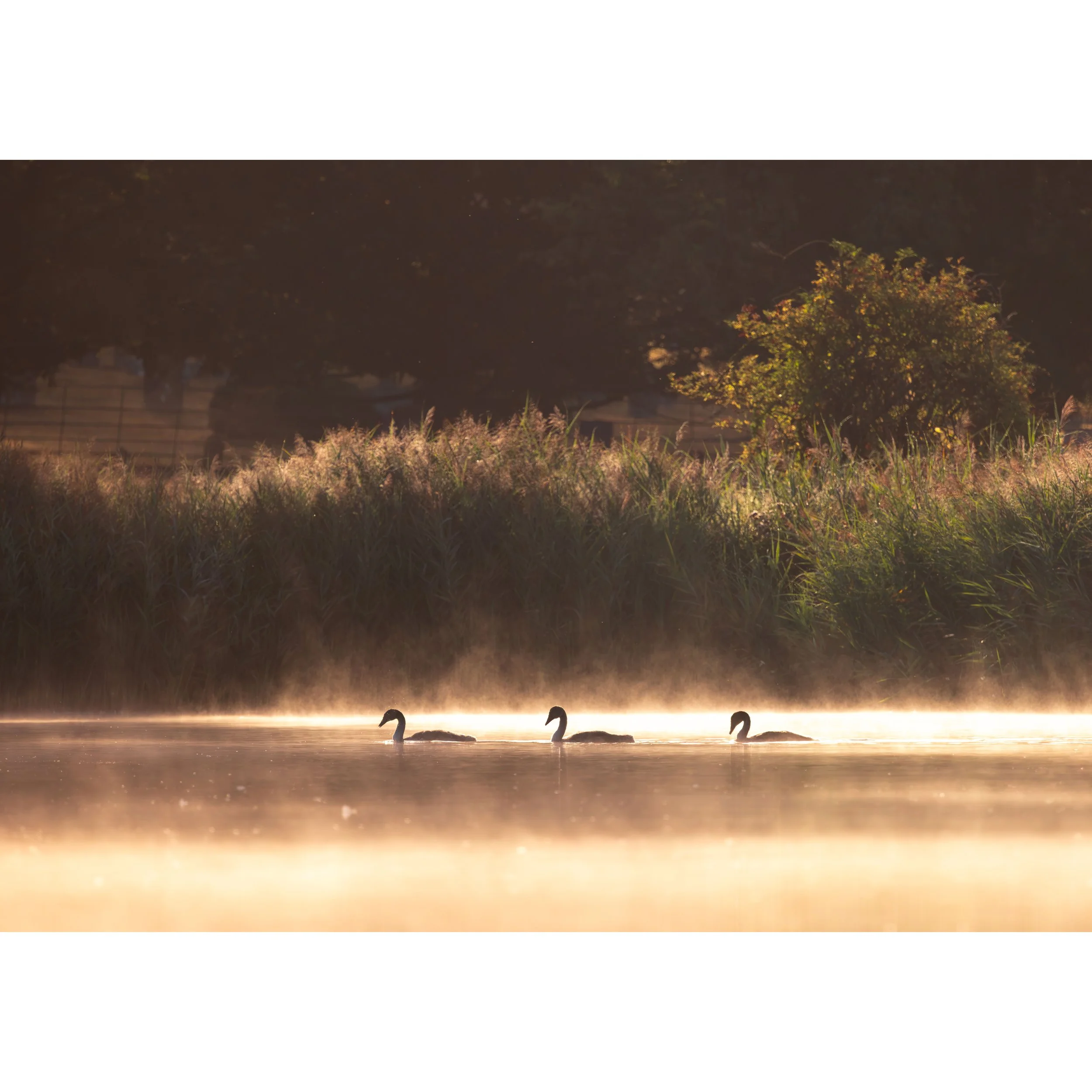 "The Misty Triplets" Print