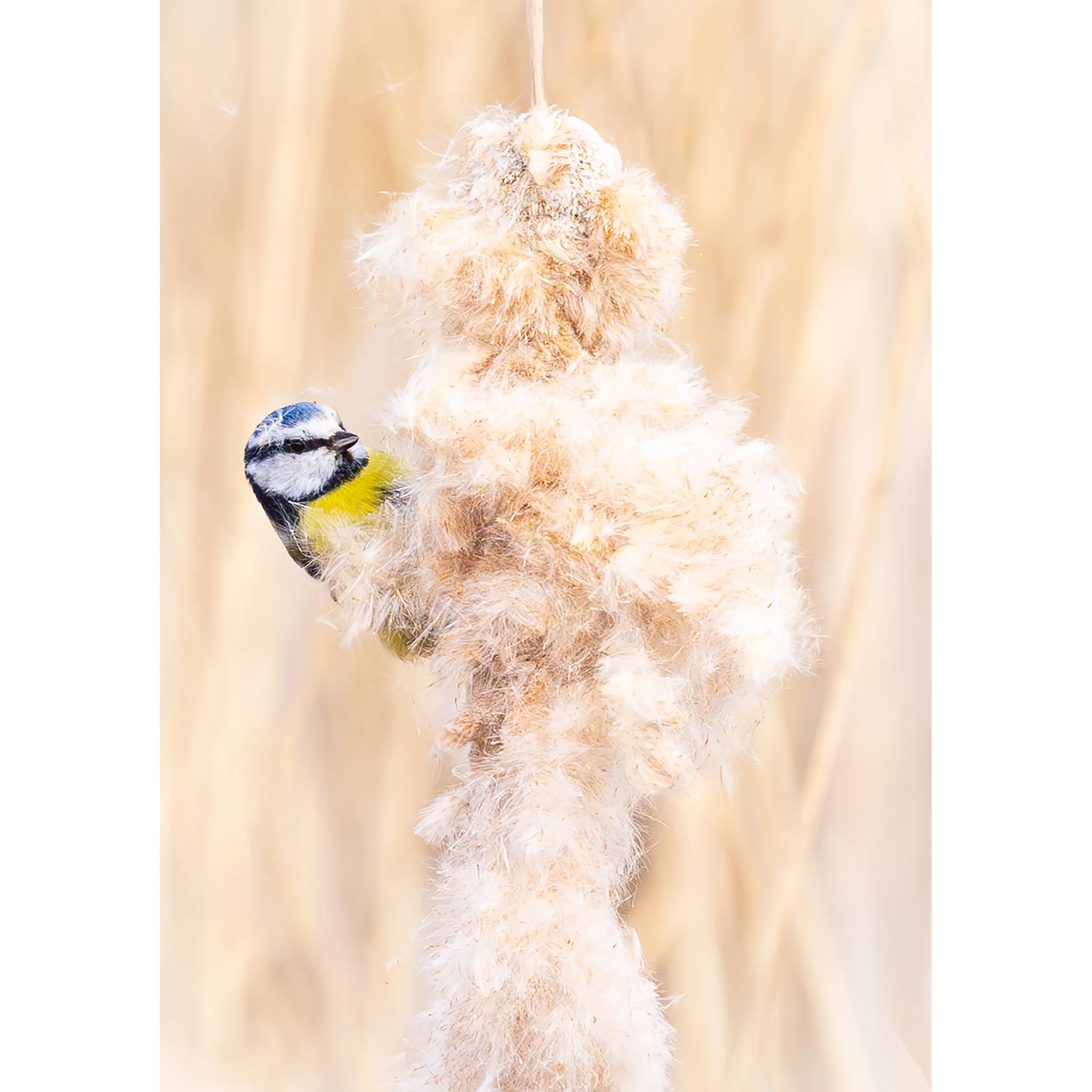 BLUE TIT BULLRUSH PRINT