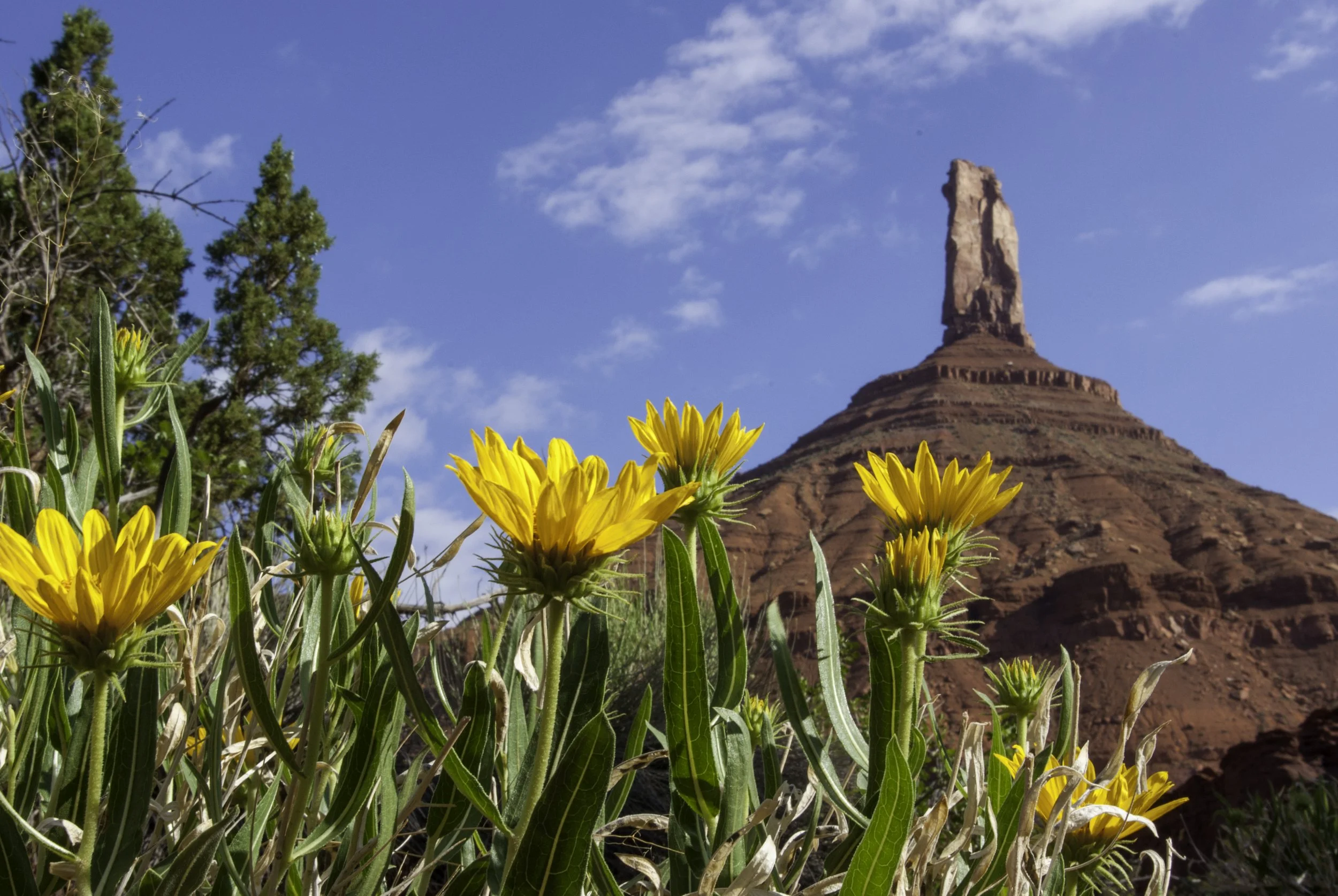 IMGP2269-Edit copy.jpg