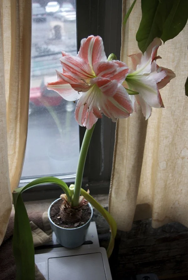 An Amaryllis Grows in Brooklyn