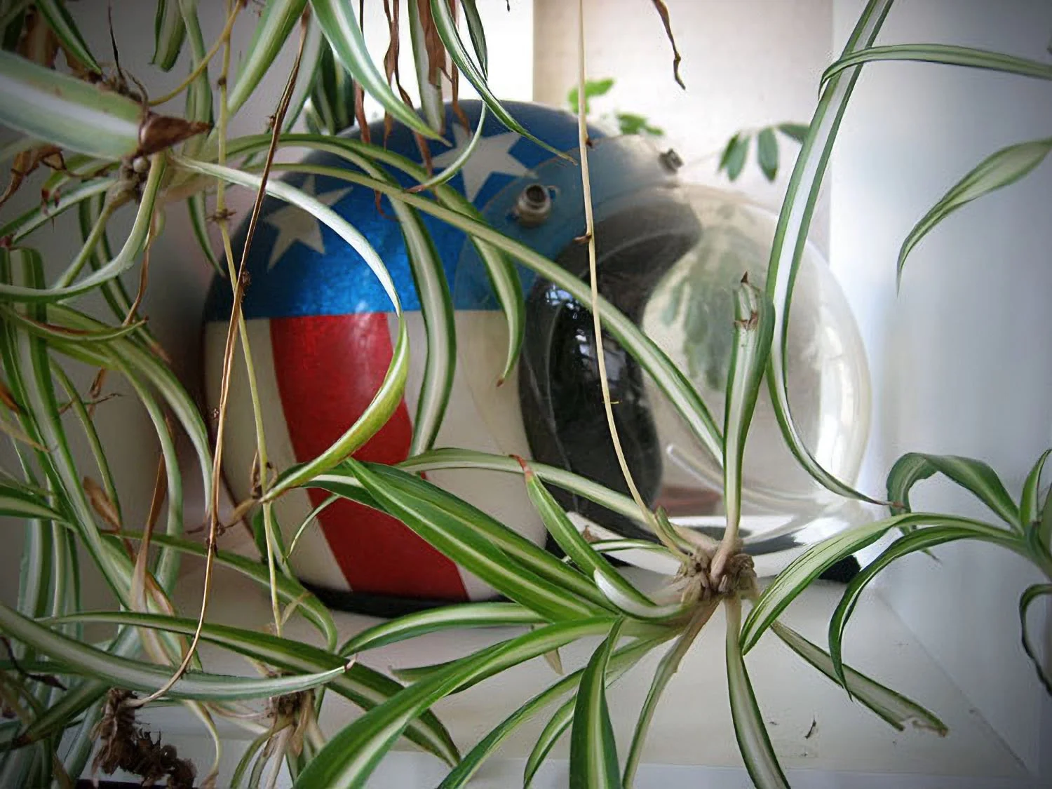 Blogging Houseplant