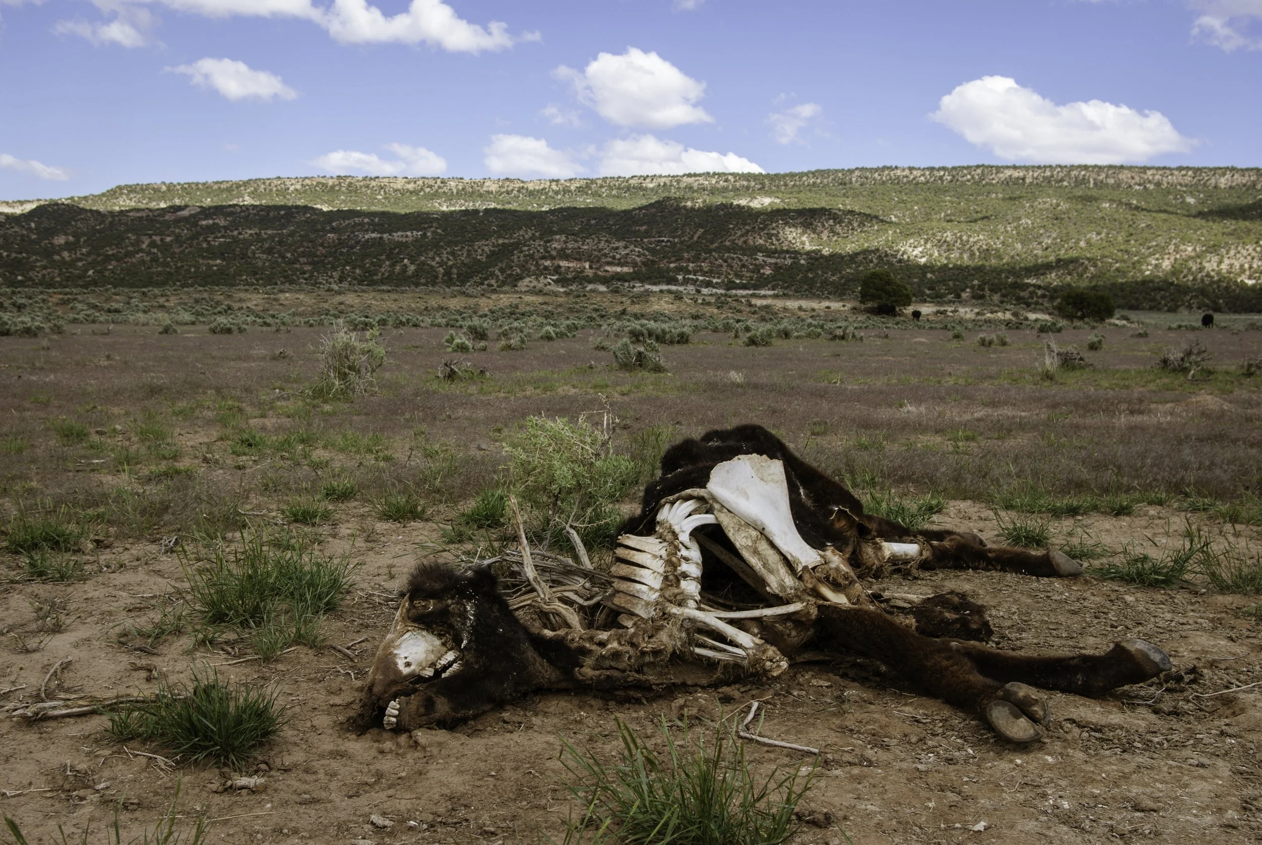 IMGP2336-Edit copy.jpg