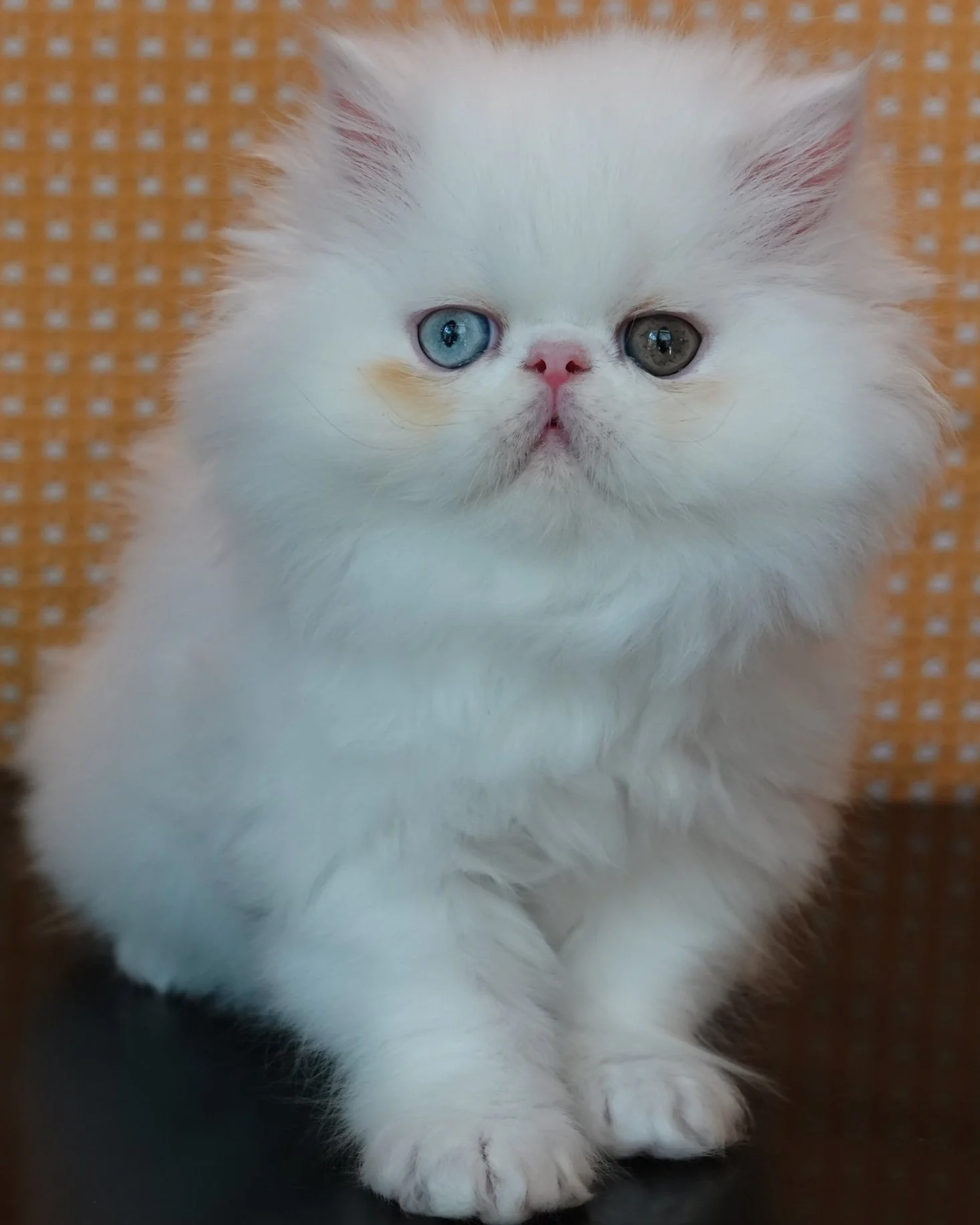 Danny is a CFA registered odd-eyed solid white, peke-face male Persian kitten born 04-03-2025. (sold)