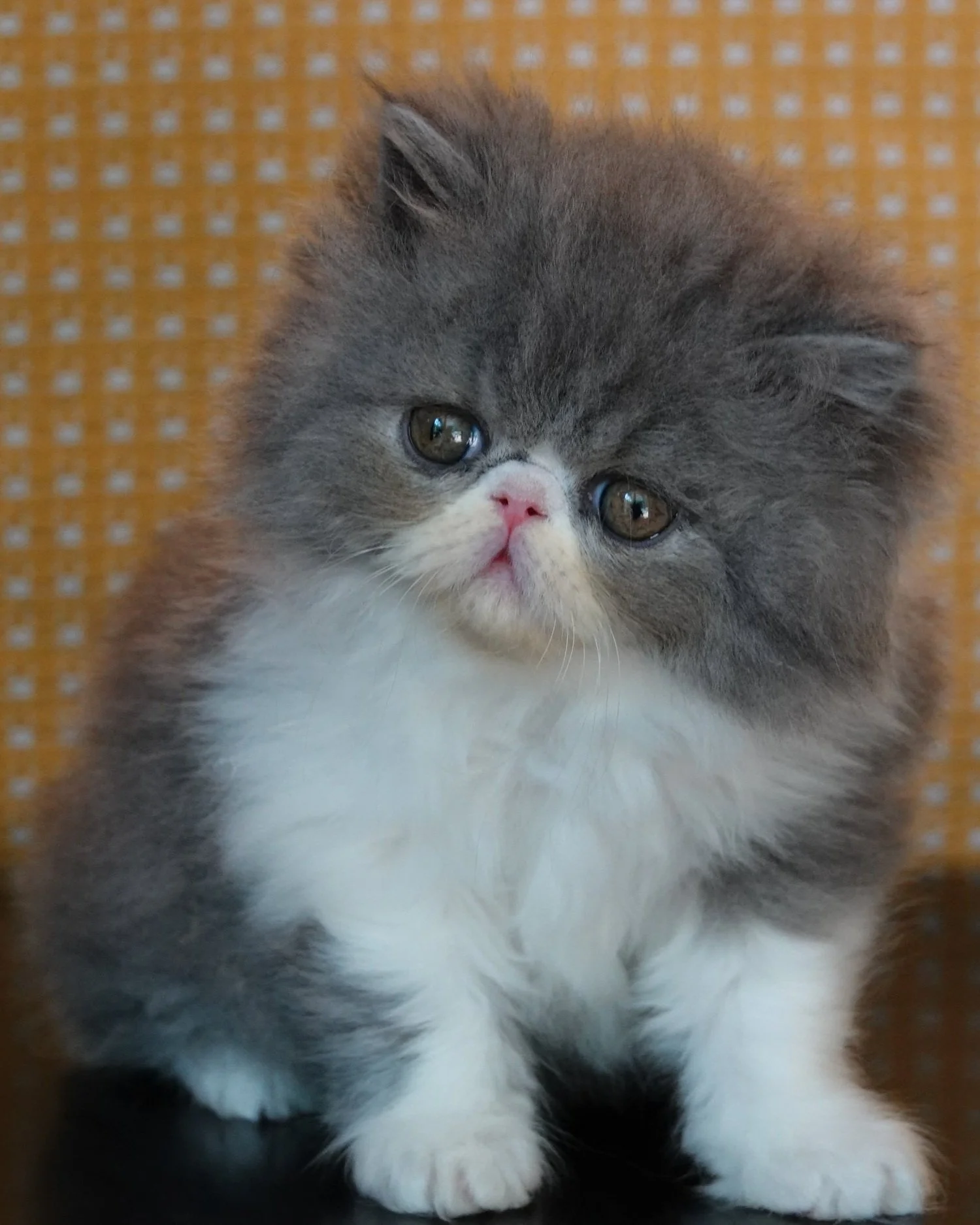 Smokey Bear is a blue-white bicolor, peke-face male Persian kitten born 04-03-2025. (sold)