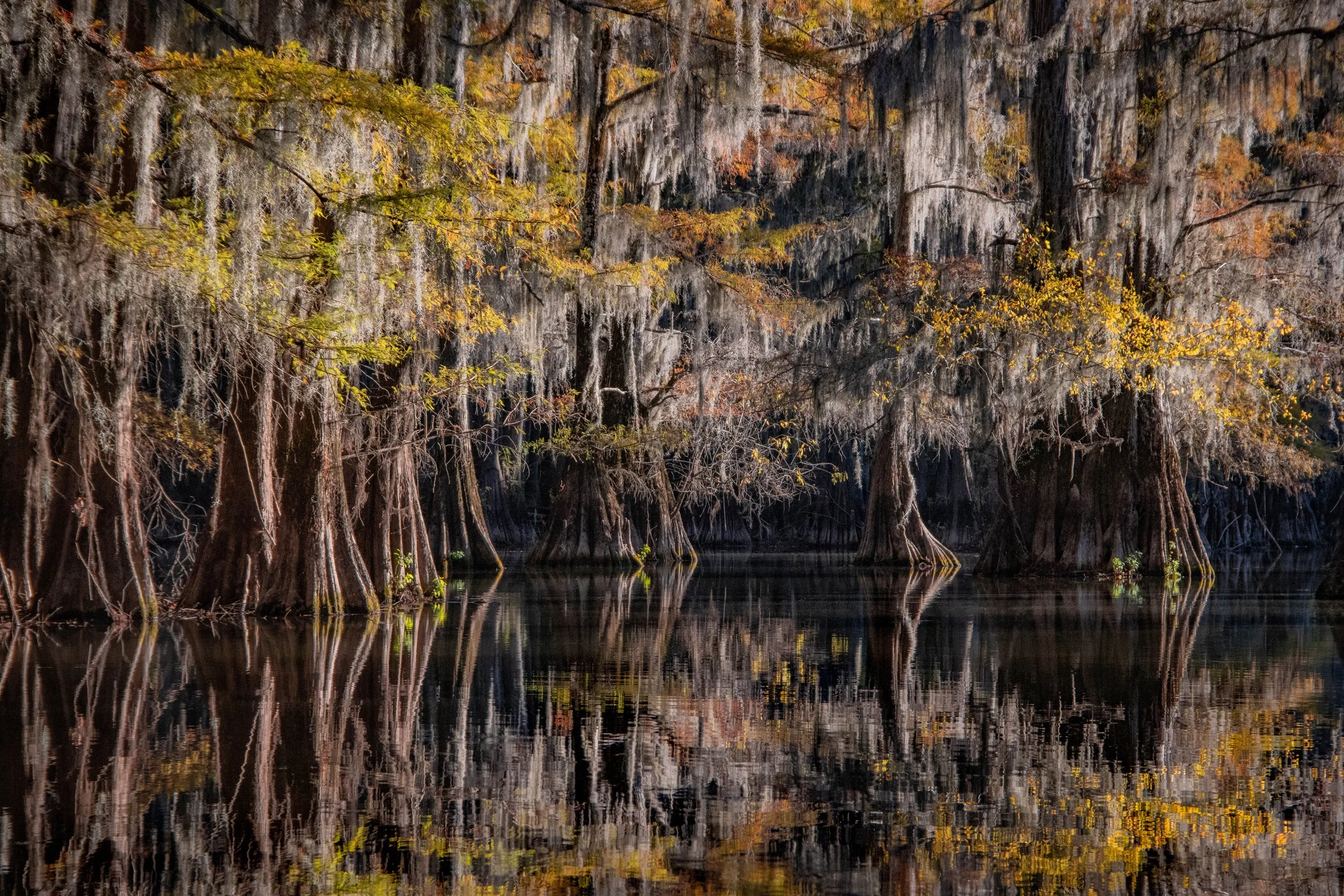 Caddo Lake State Park