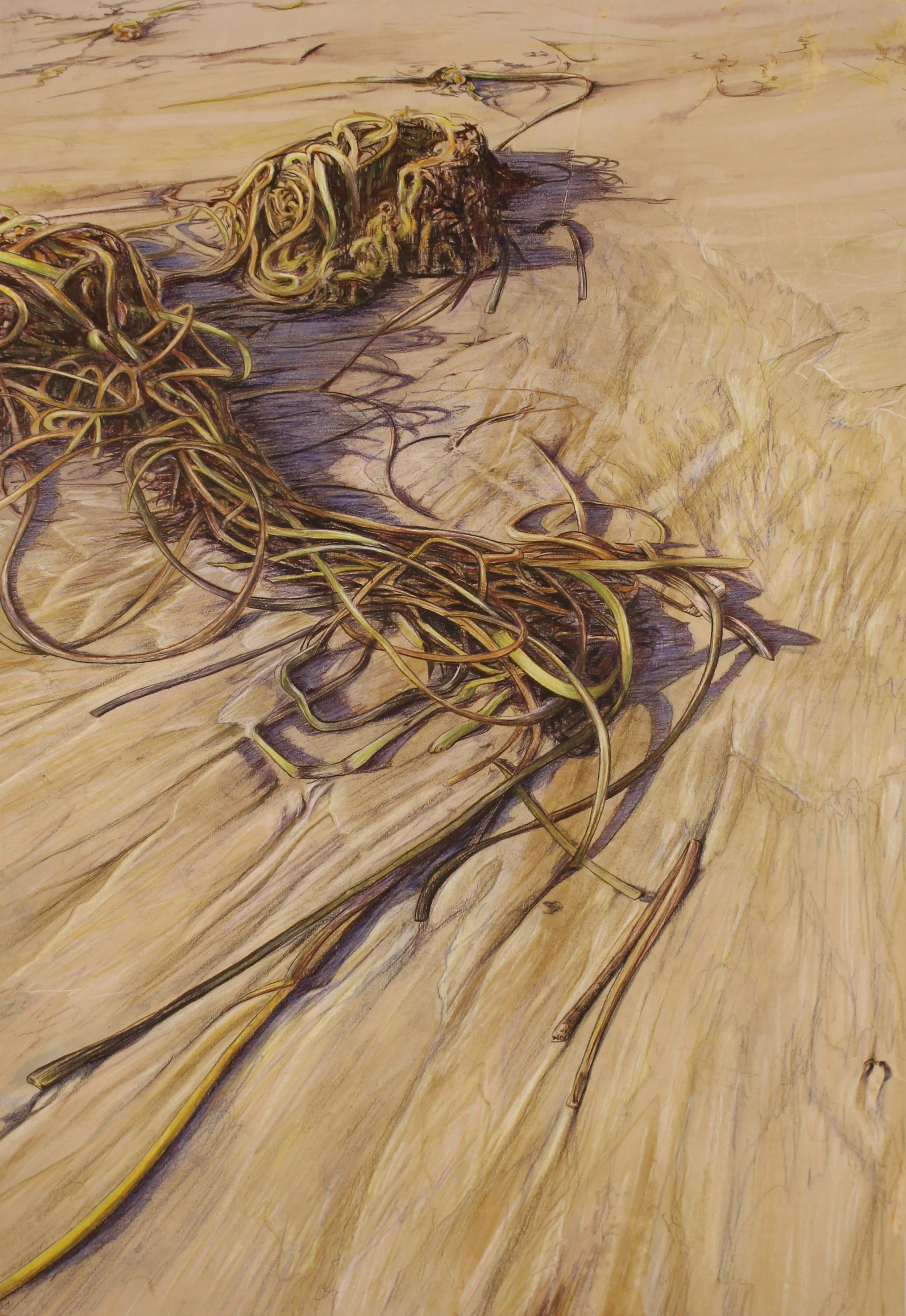 Seaweed on Compton Beach, Isle of Wight