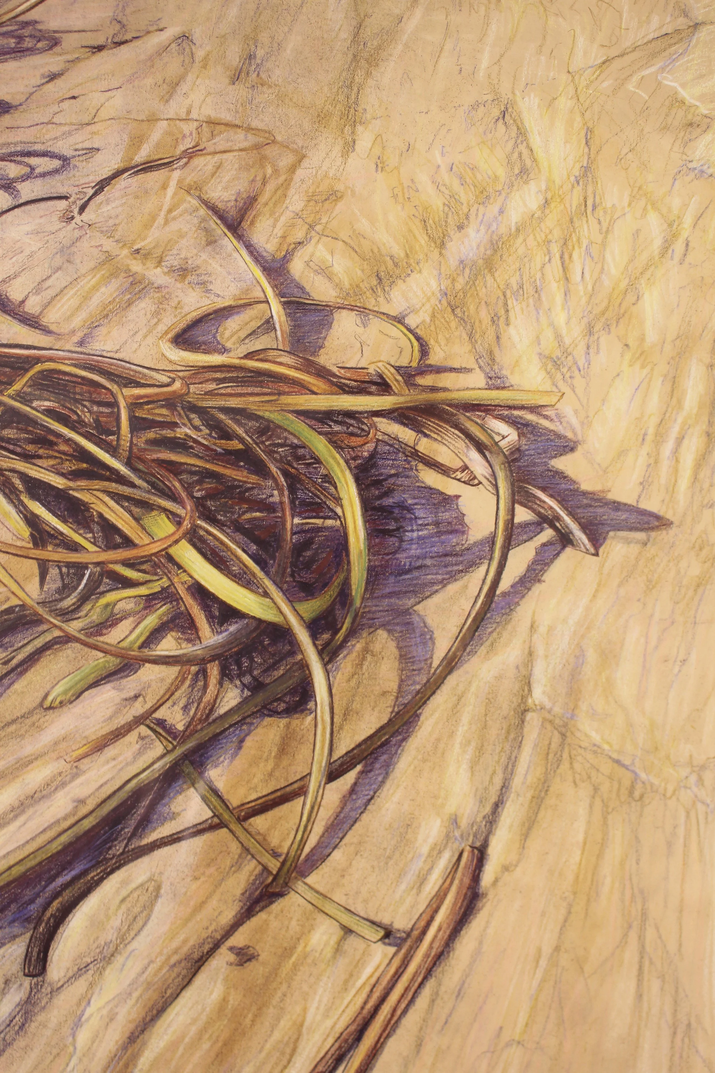 A tangled mass of orange and green gold seaweed has been left stranded on the golden Compton Beach on the Isle of Wight at high tide. Late sunset sunshine casts long mauve shadows across the intricate wave patterns the sea has left behind with the la