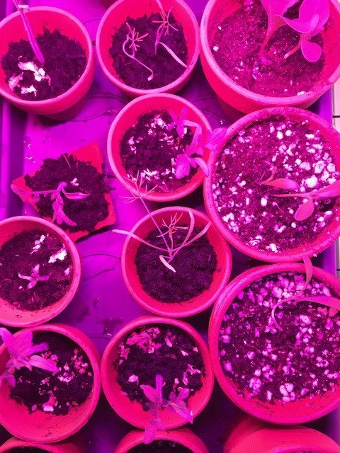 Starting your Own Seeds isn’t a Big Deal