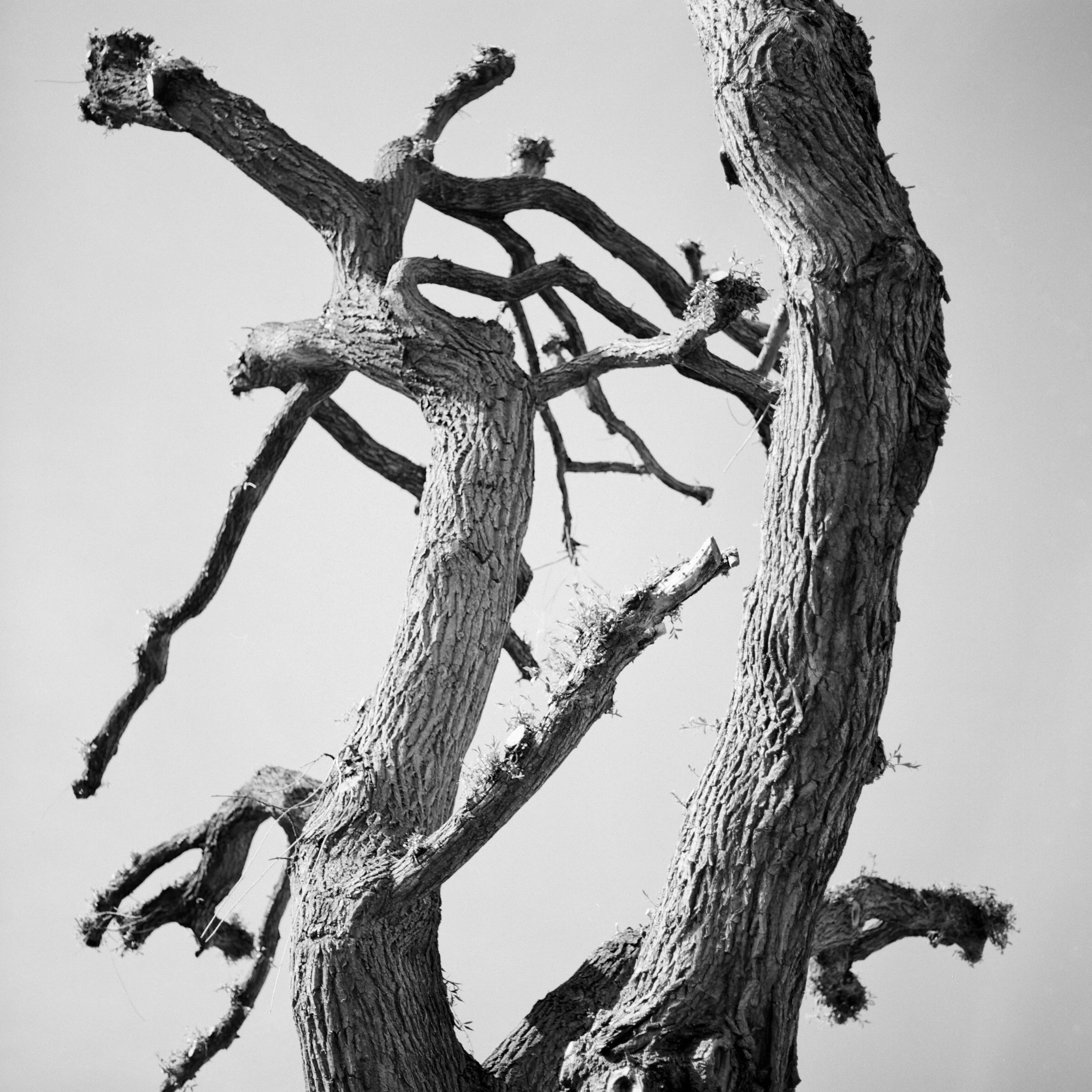 Willow I (BW).jpg