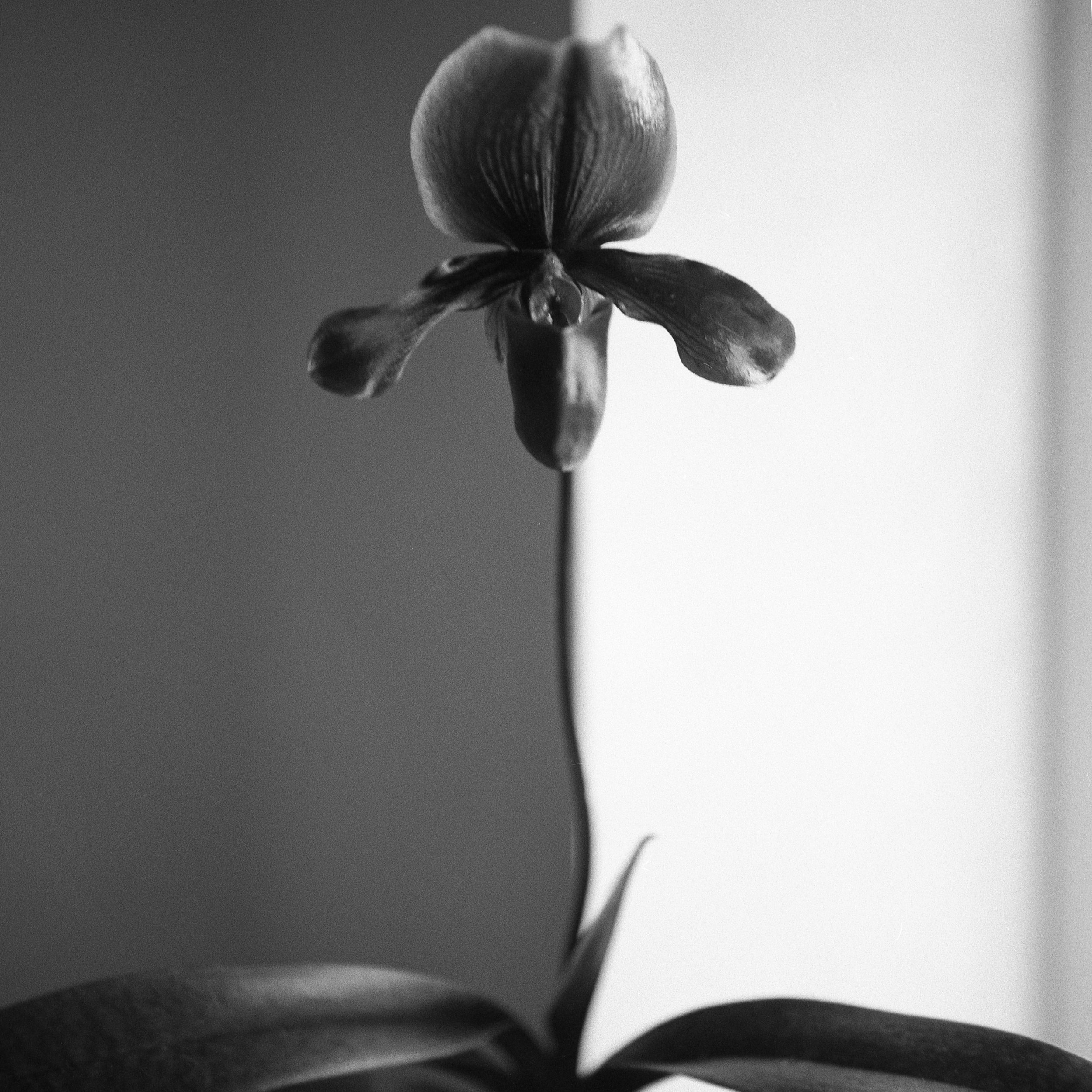 Paph. Maudiae ii.jpg