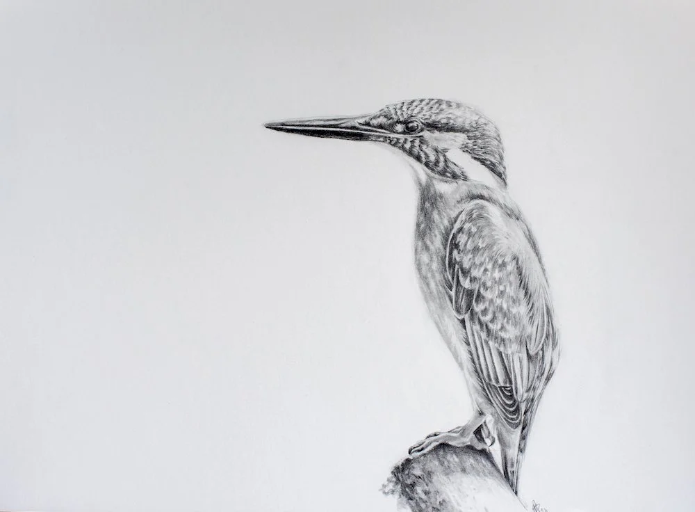 Resting Spot - Graphite on smooth paper. Framed in an ice white black core mount, thin black frame and artless non reflective glass. - NFS