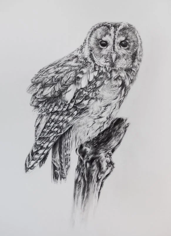 Make No Sound - Tawny Owl Graphite Original Drawing