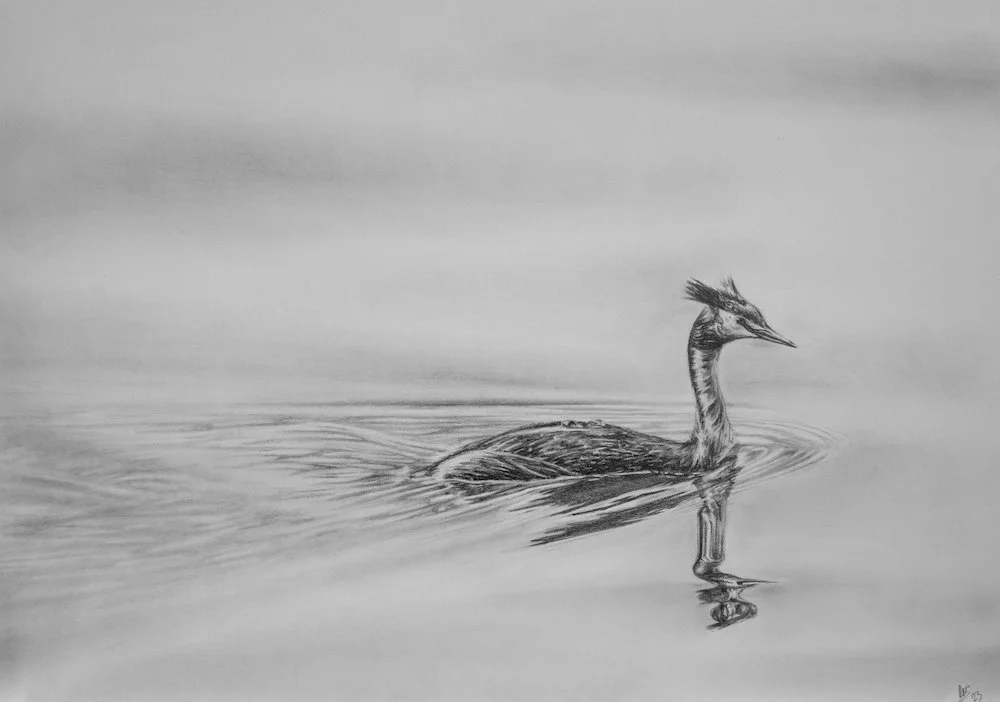 The Bachelor - Graphite on paper. Framed in an ice white black core mount, thin black frame and artless non reflective glass. - NFS