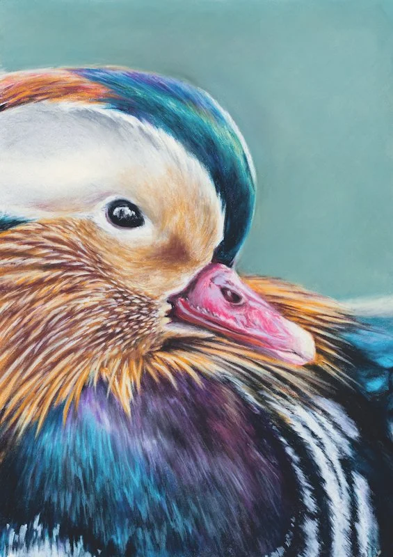 Mr Pond Life 2026 - Pastel Pencil Original Artwork