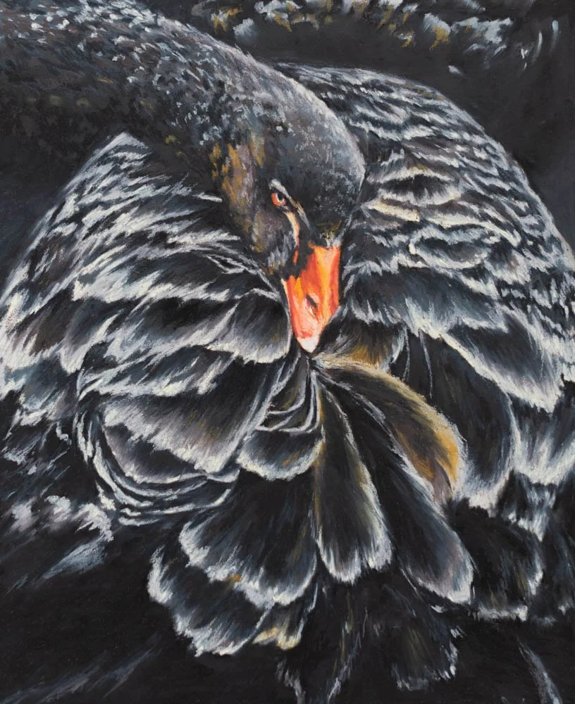 Nightswimming - Original Oil Pastel of Black Swan