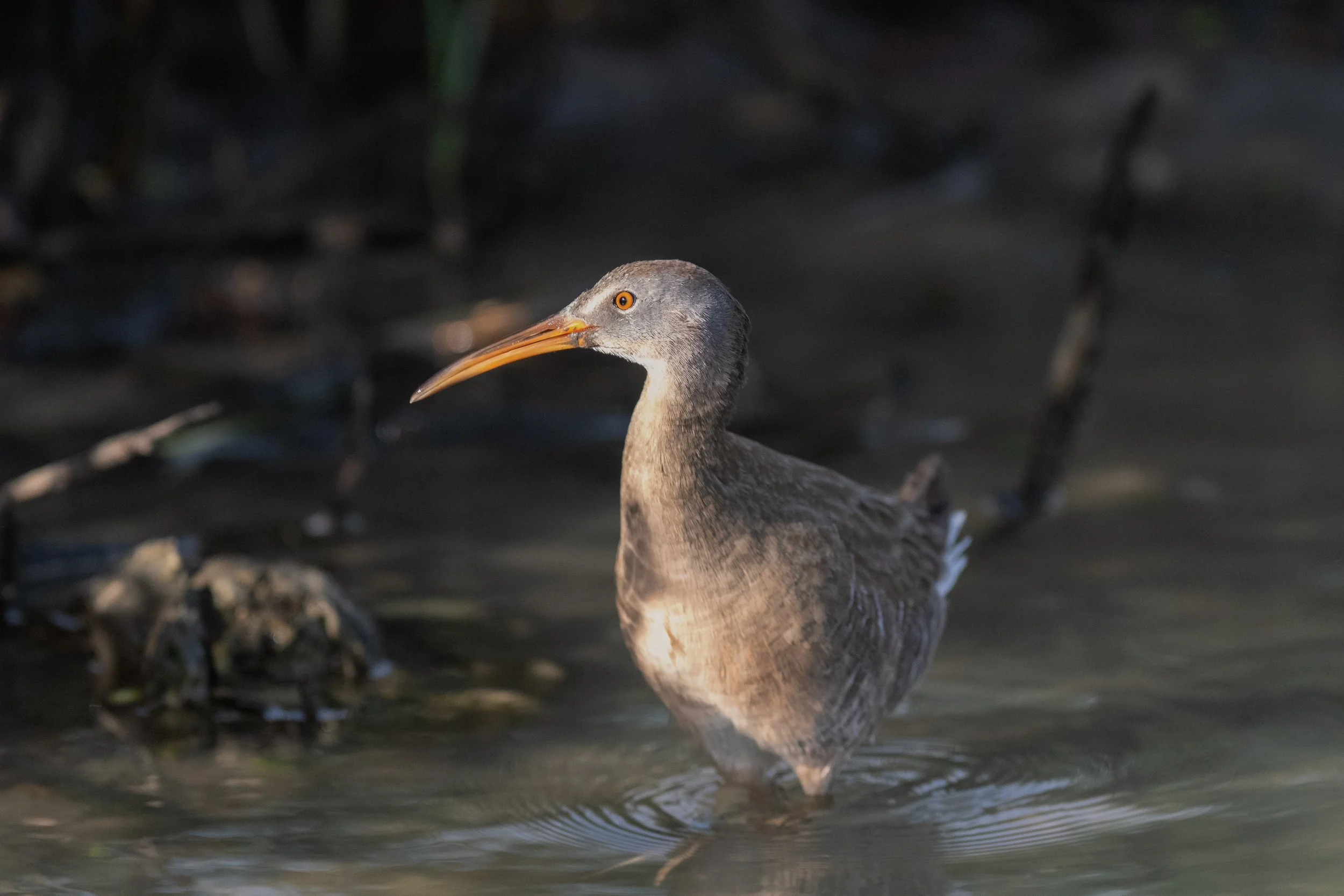 Clapper Rail, Vilano, St. Johns County, Florida