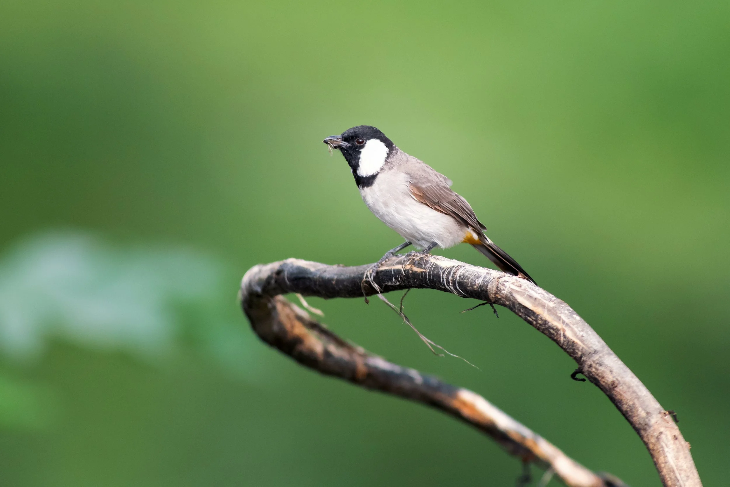 White-eared Bulbul, Bhandup, Mumbai, Maharashtra, India