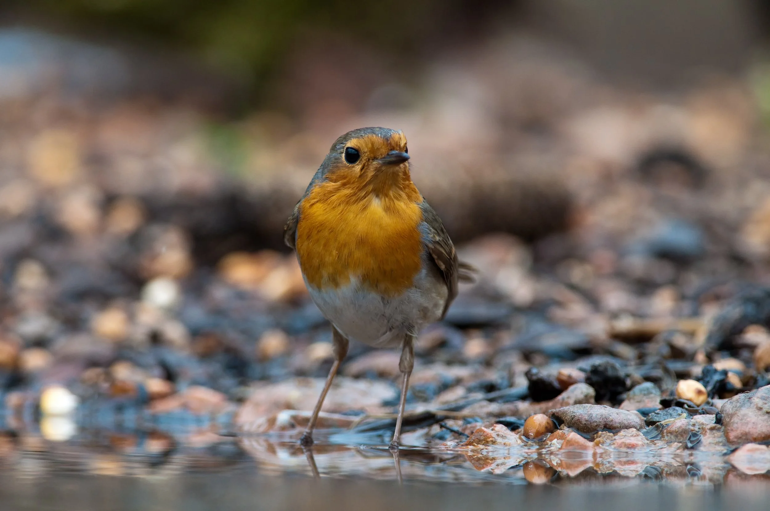 European Robin, Golyamo Dryanovo, Stara Zagora, Bulgaria