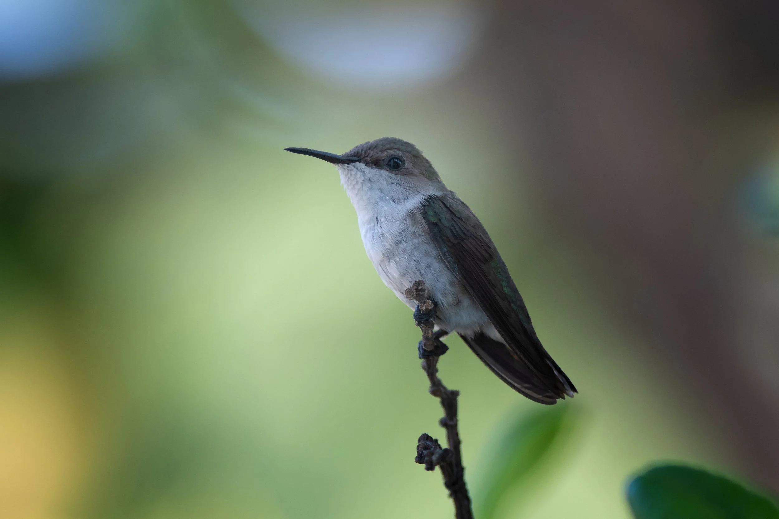 Vervain Hummingbird, Stecher Roumain, Ouest, Haiti