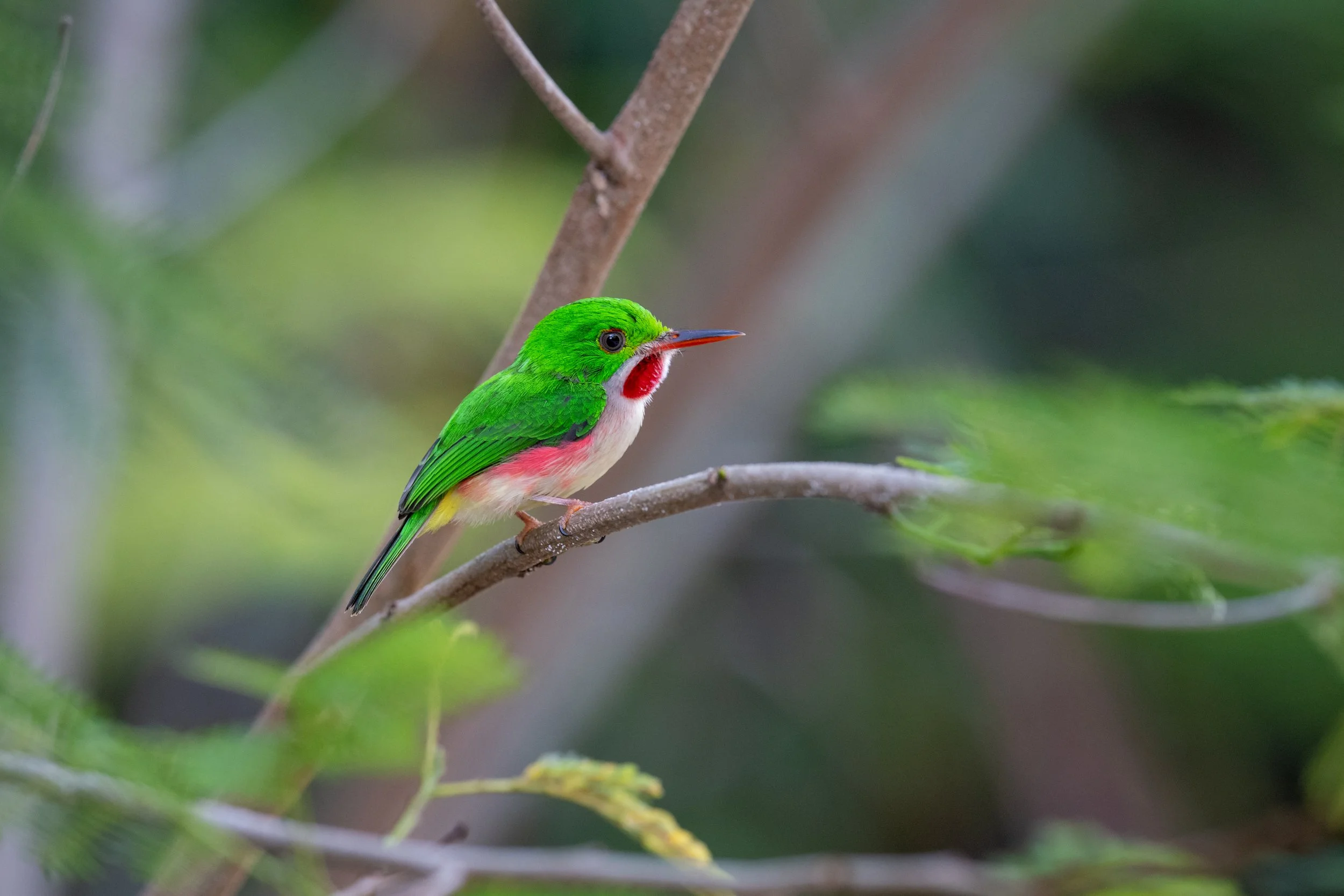 Broad-billed Tody II, Punta Cana, La Altagracia, Dominican Republic