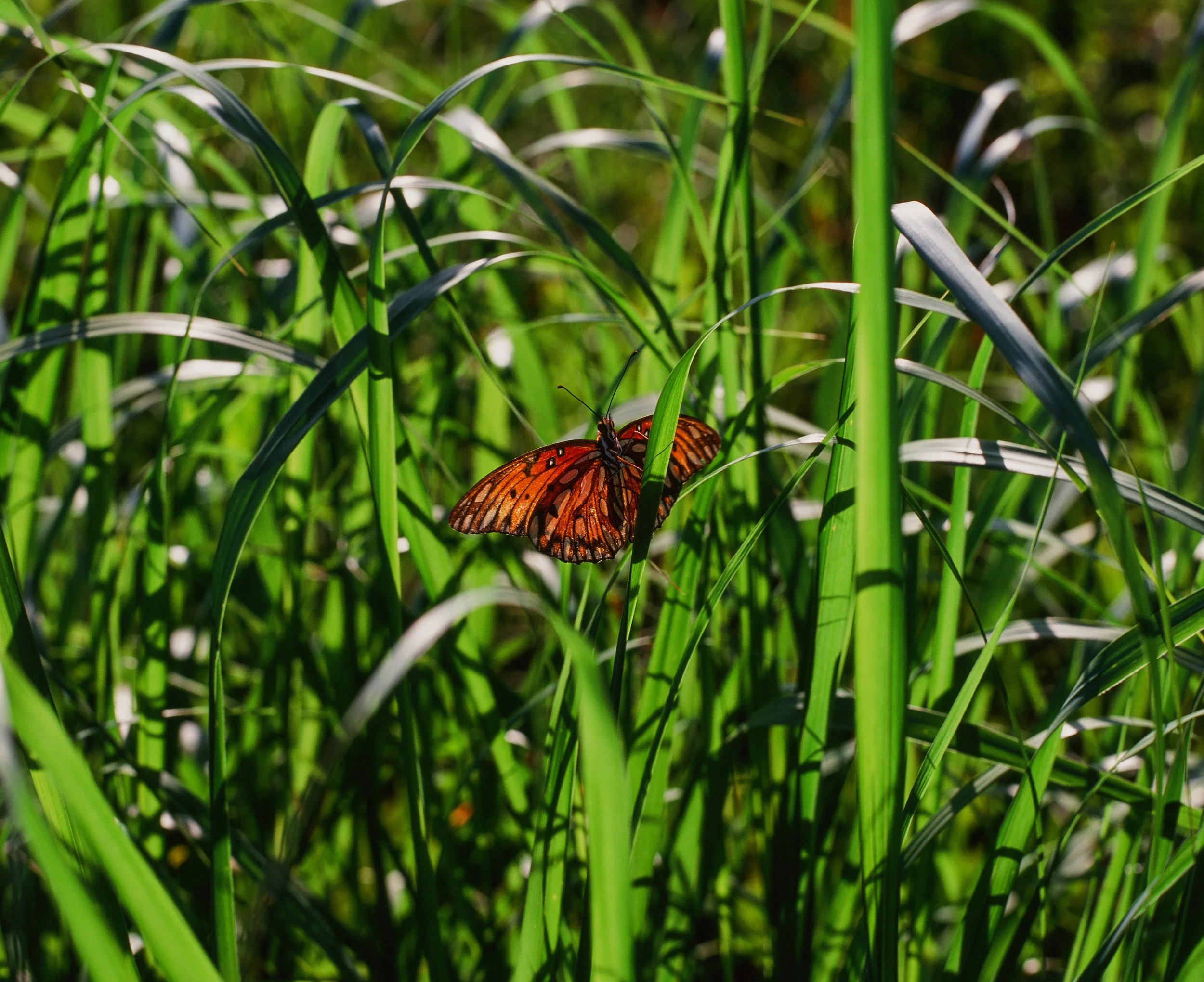 Gulf Fritillary, Agraulis vanillae