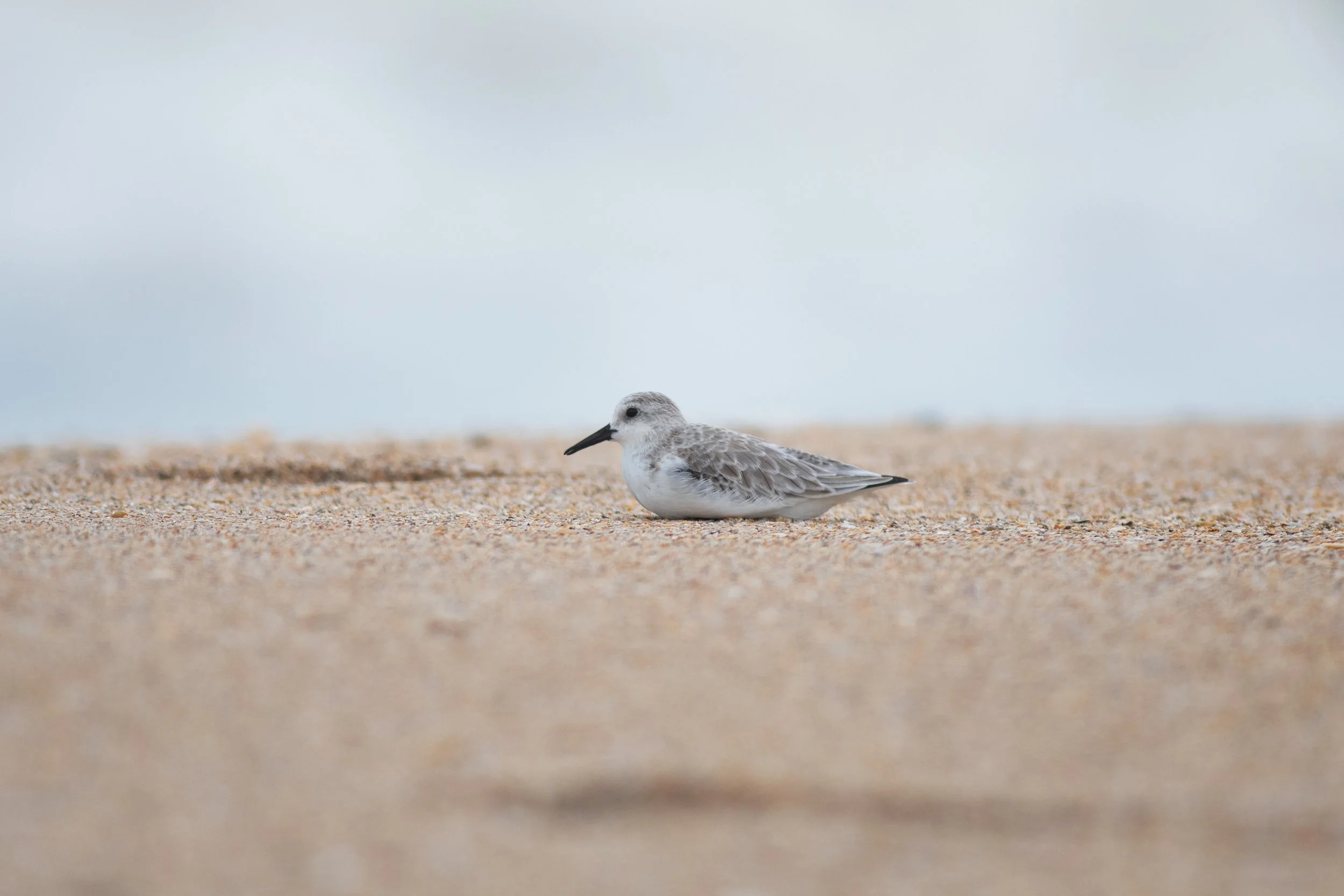 Sanderling, Canaveral National Seashore, Brevard County, Florida