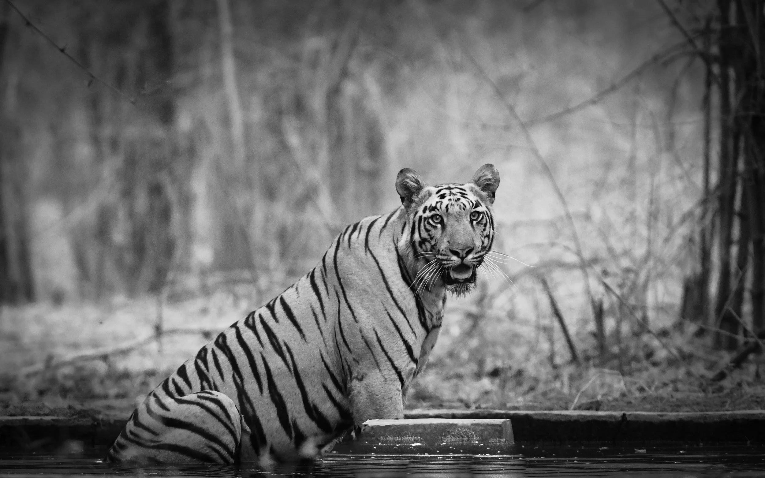Bengal Tiger, Tadoba, India