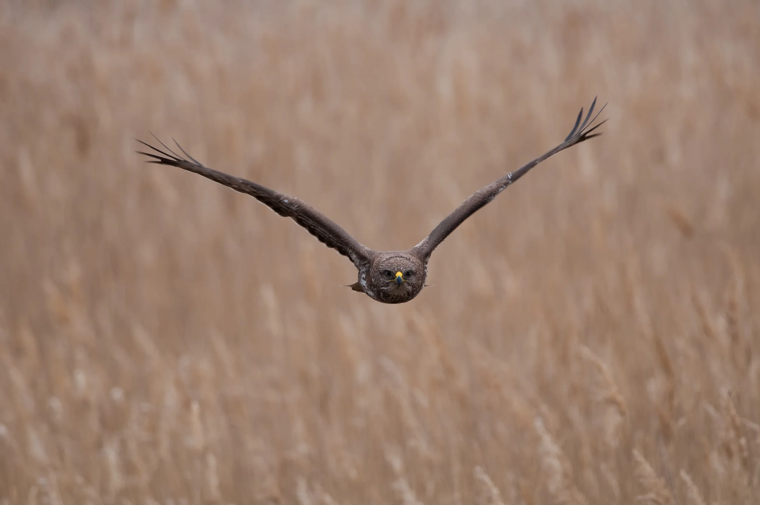 Common Buzzard, Atanasovsko Lake, Burgas, Bulgaria