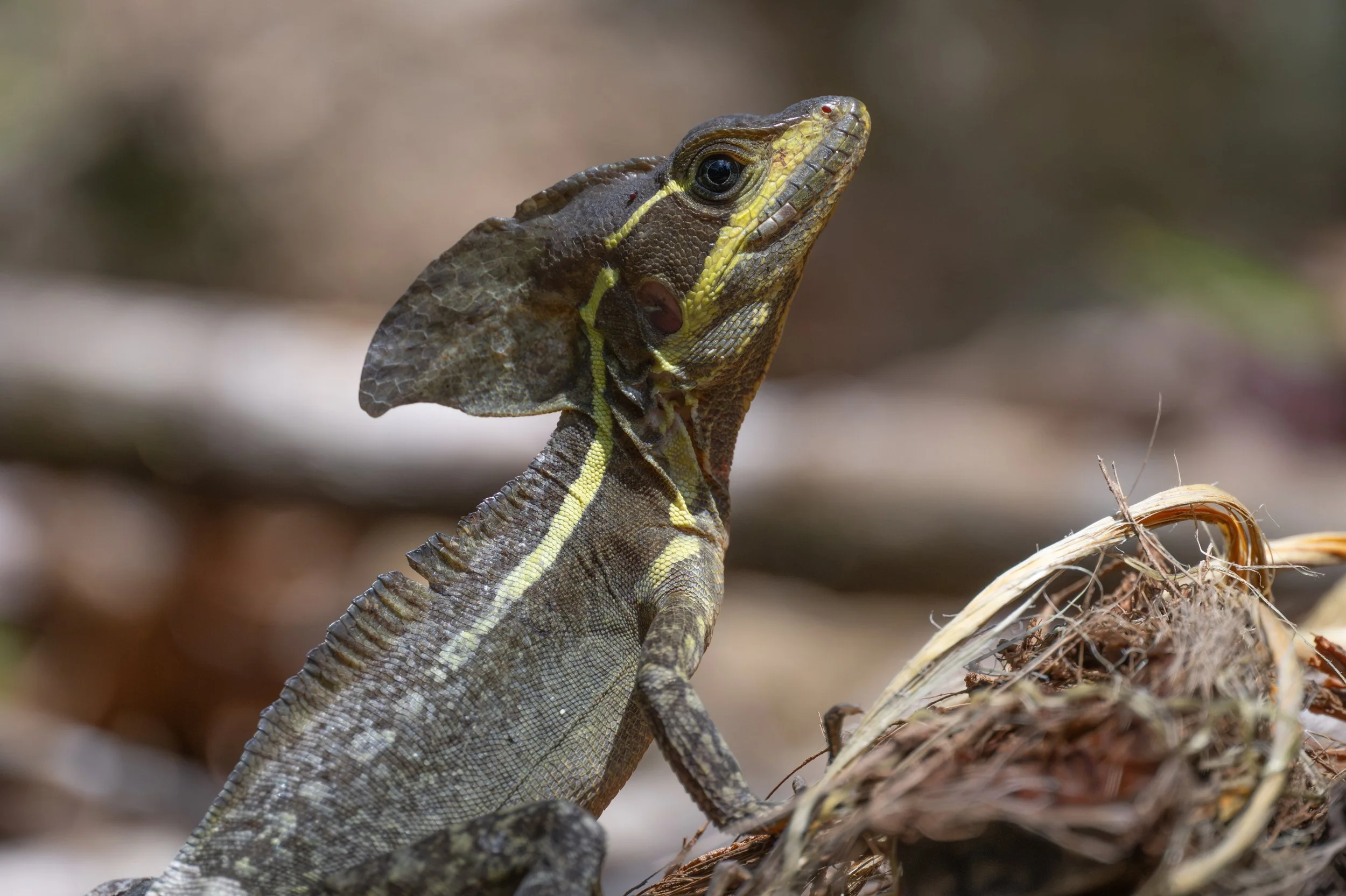 Common Basilisk (Basiliscus basiliscus) - Laguna Lagarto, Alajuela, Costa Rica - Digital