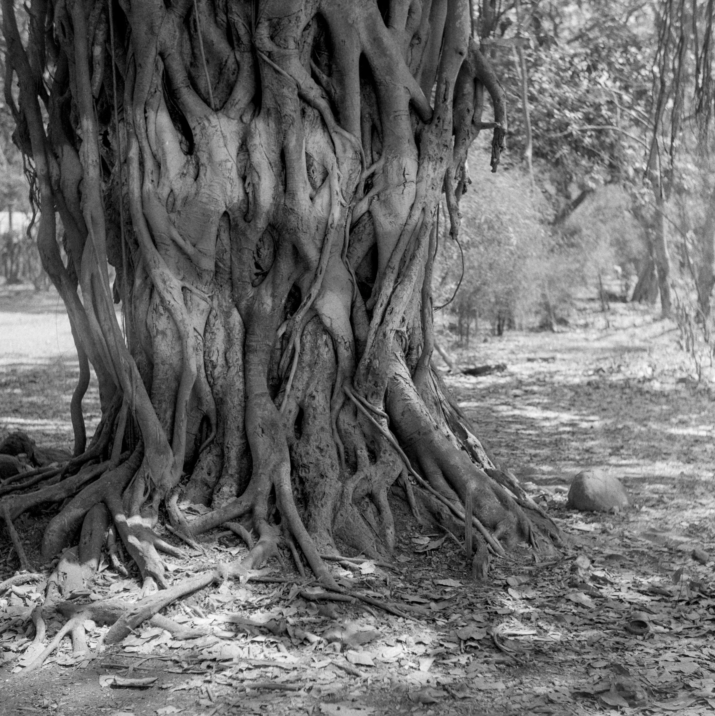 Sanjay Gandhi National Park, Mumbai, Maharashtra, India