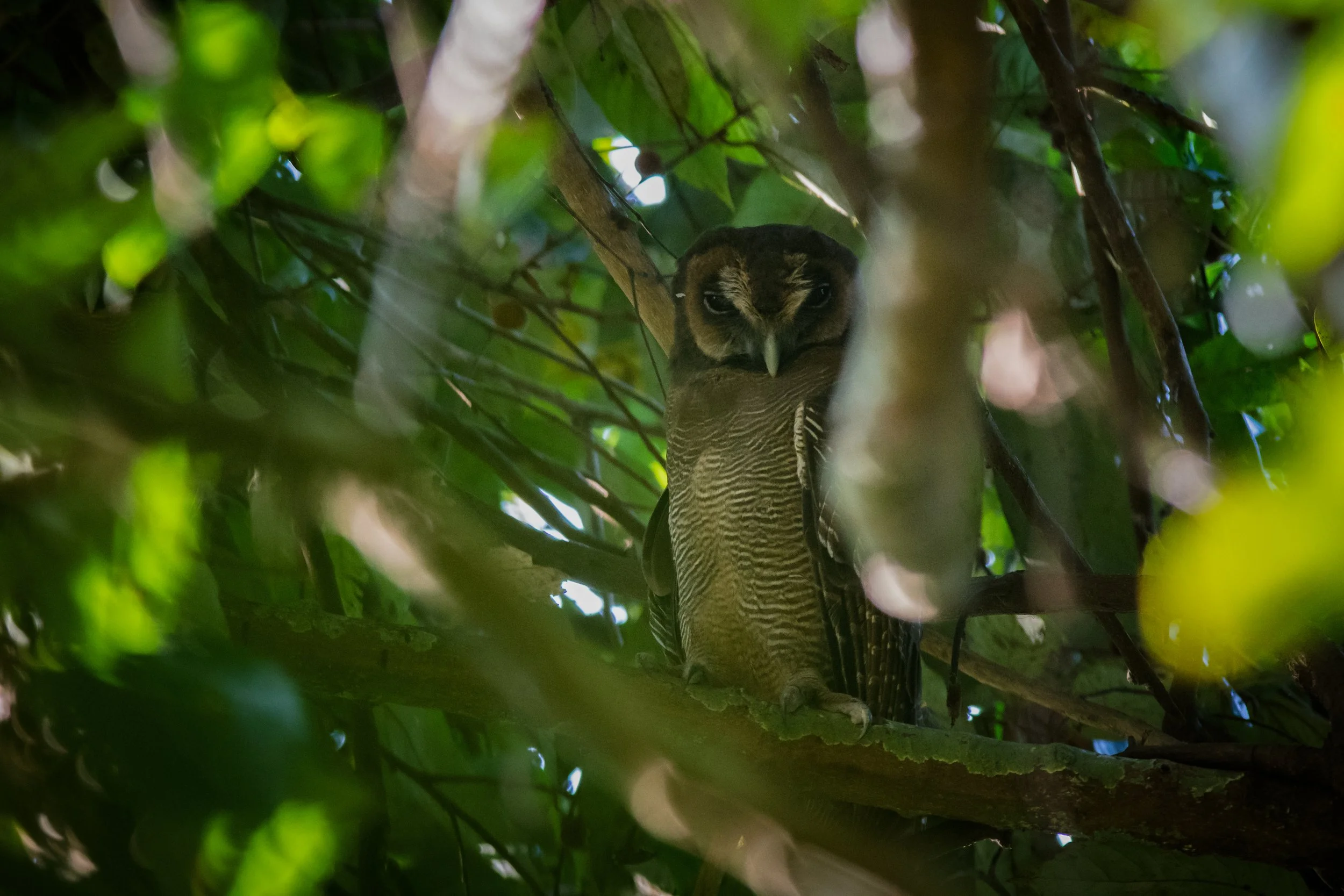 Brown Wood-Owl perched in dense forest, Ernakulam, Kerala, India