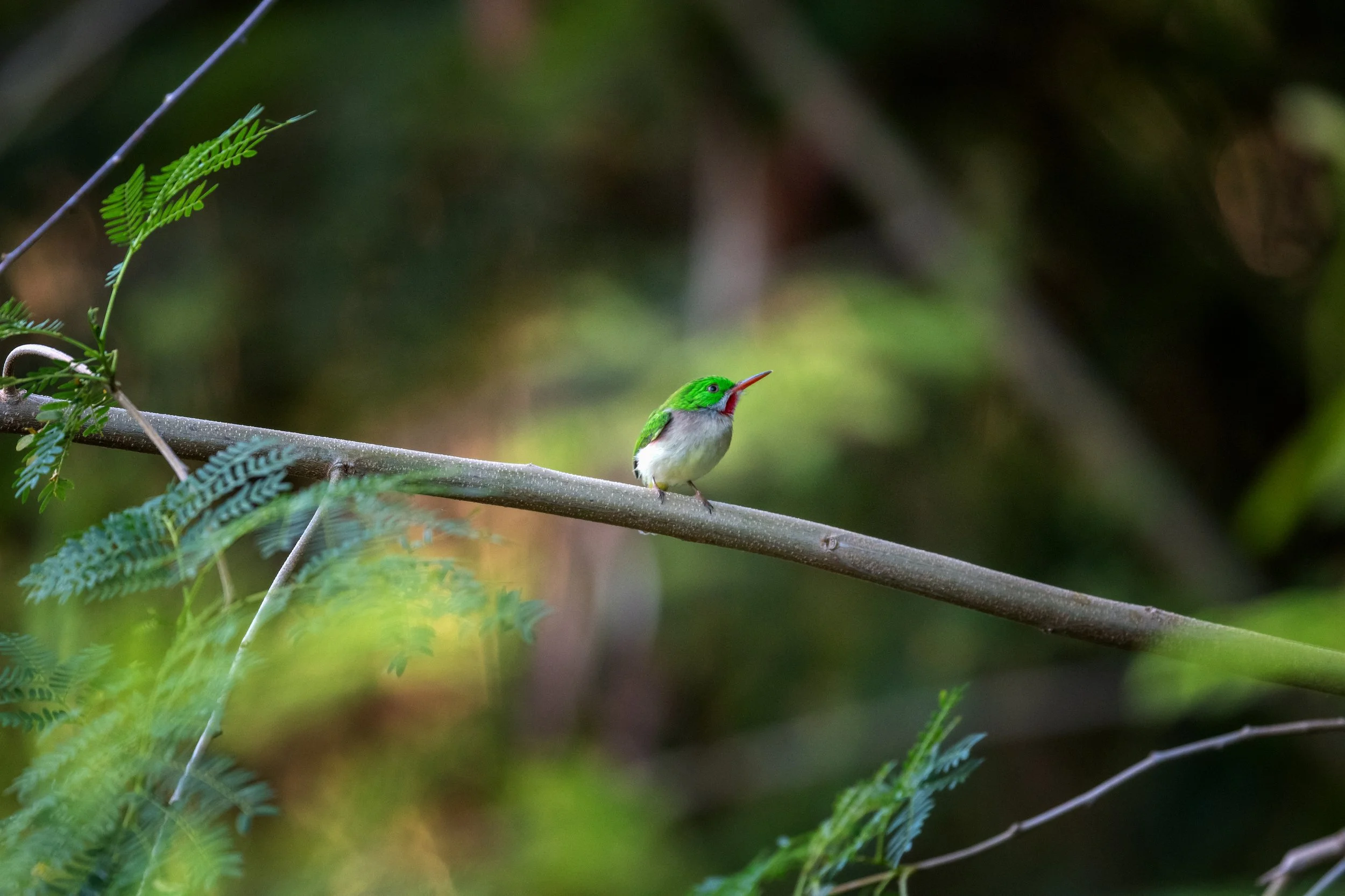 Broad-billed Tody, Punta Cana, La Altagracia, Dominican Republic