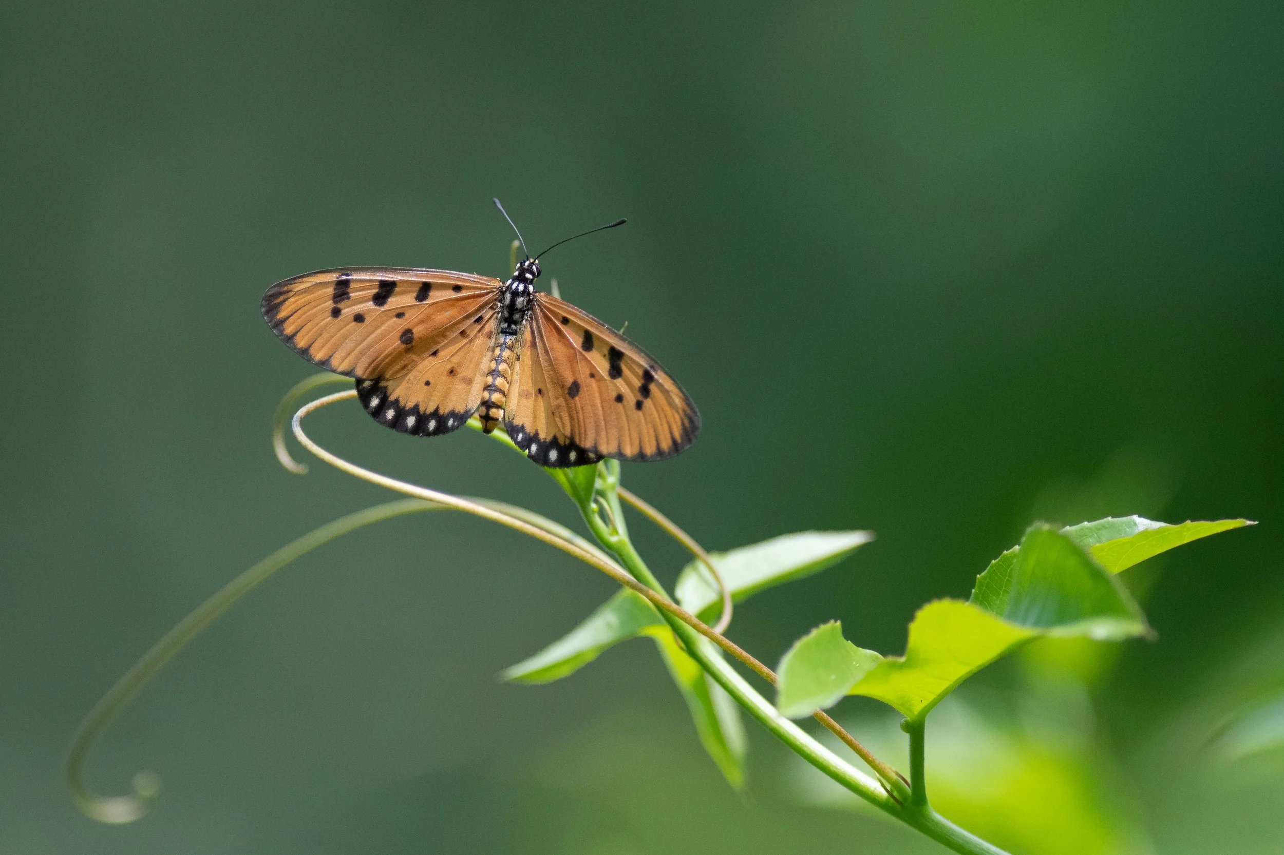Tawny Coster (Acraea terpsicore) - Sanjay Gandhi National Park, Mumbai, Maharashtra, India