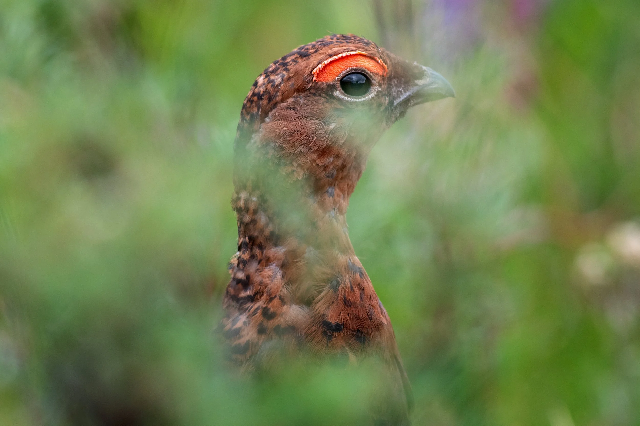 Willow Ptarmigan, Denali National Park and Preserve, Denali Borough, Alaska