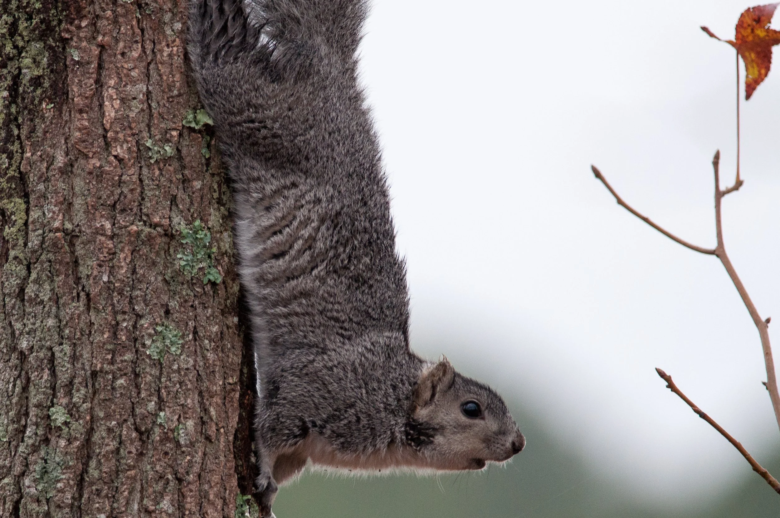 Delmarva Fox Squirrel, Blackwater National Wildlife Refuge, Maryland