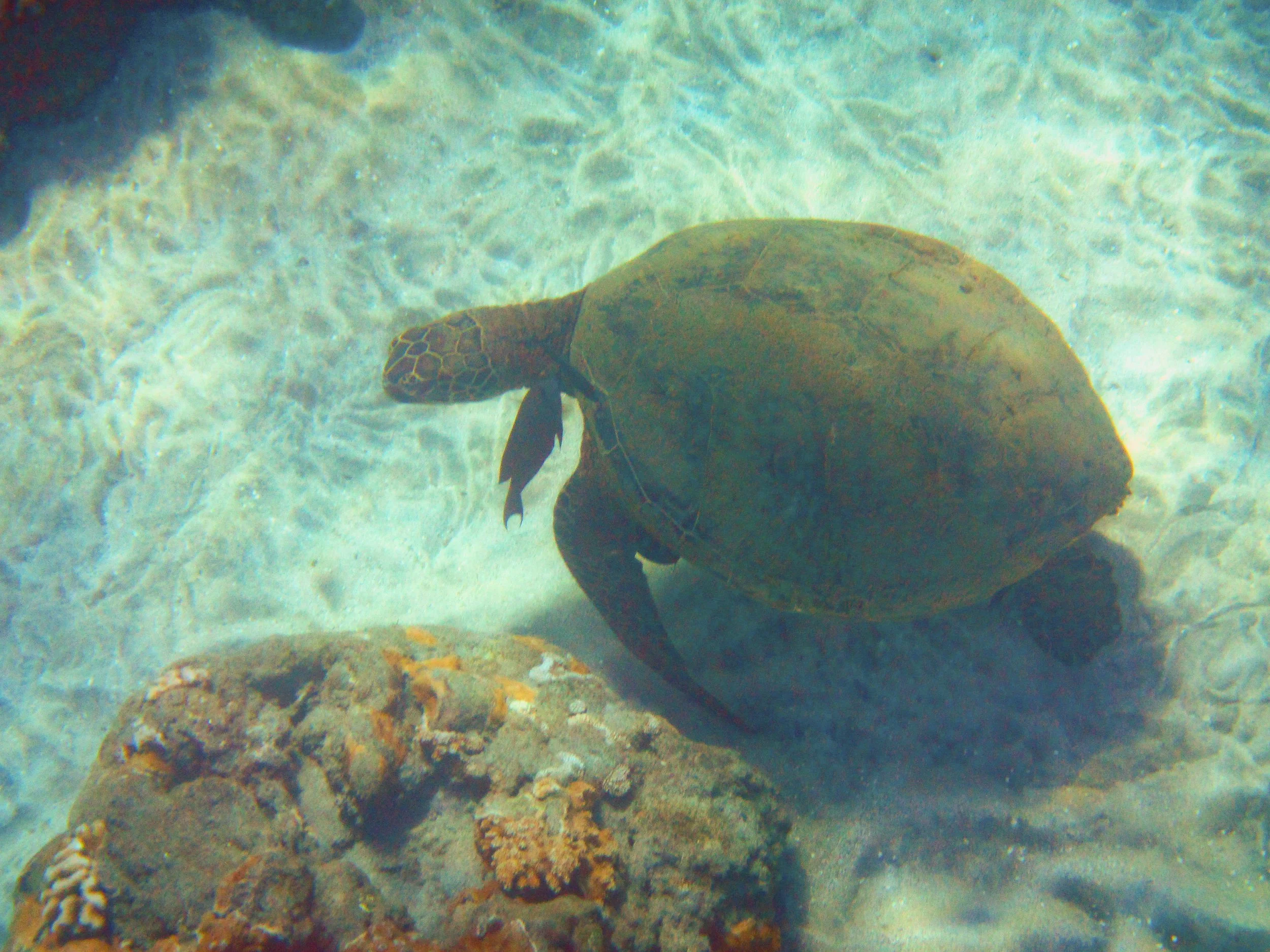 Green Sea Turtle, A turtle swimming underwater near rocks, with a small fish in its mouth.