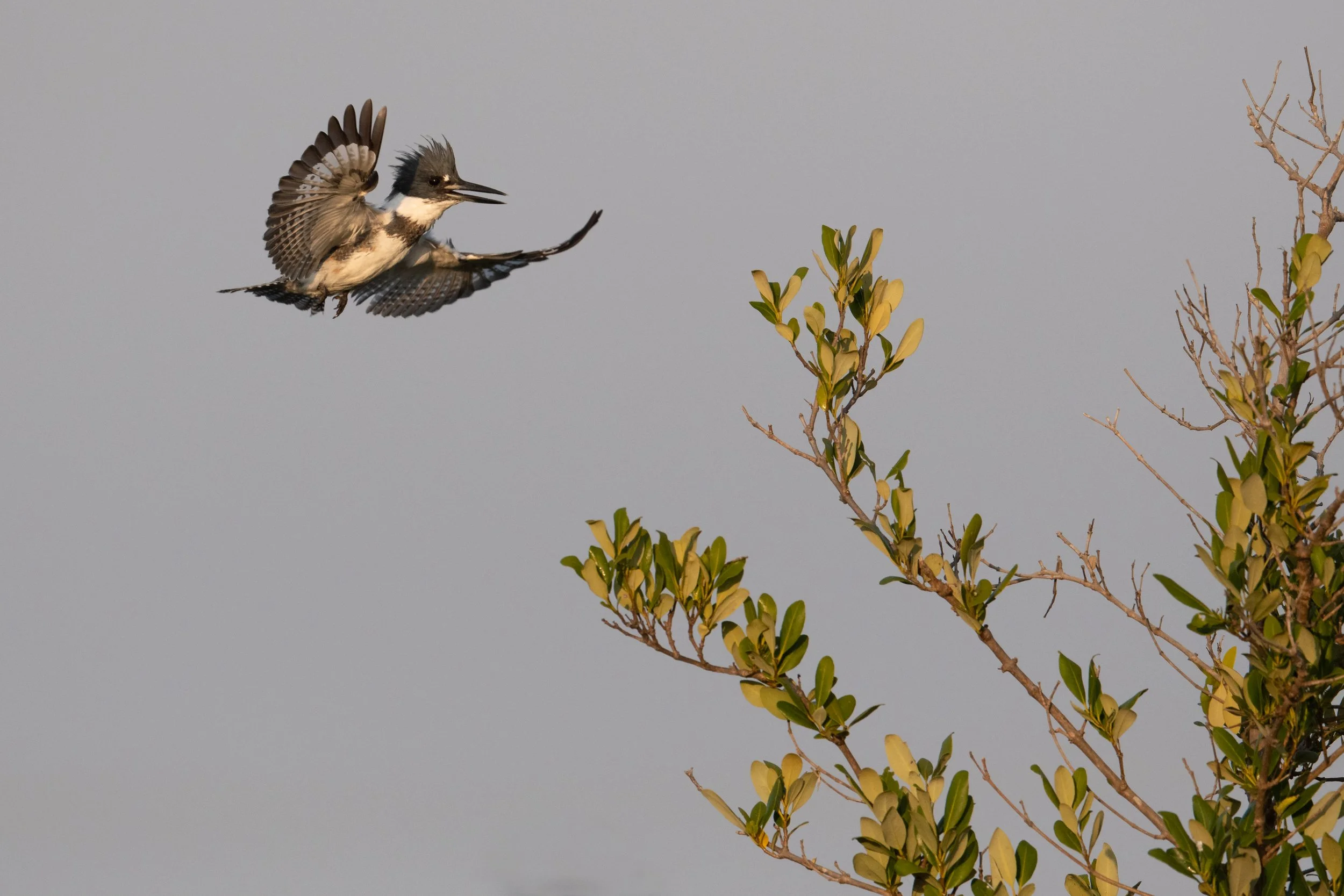 Belted Kingfisher, South Padre Island, Cameron County, Texas