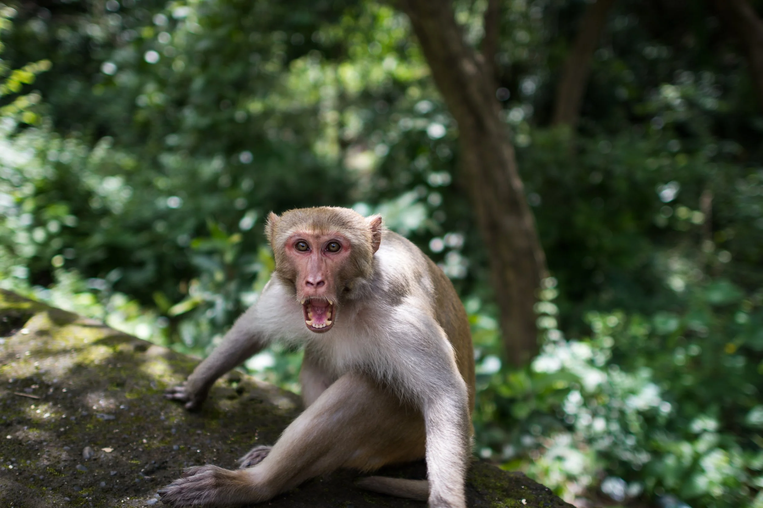Rhesus Macaque, India, Mumbai, Sanjay Gandhi