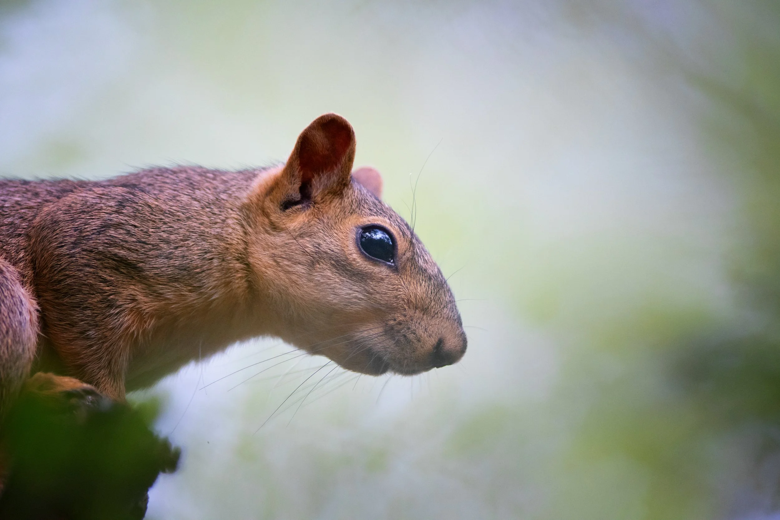 Fox Squirrel, Tarrytown, Austin, Texas